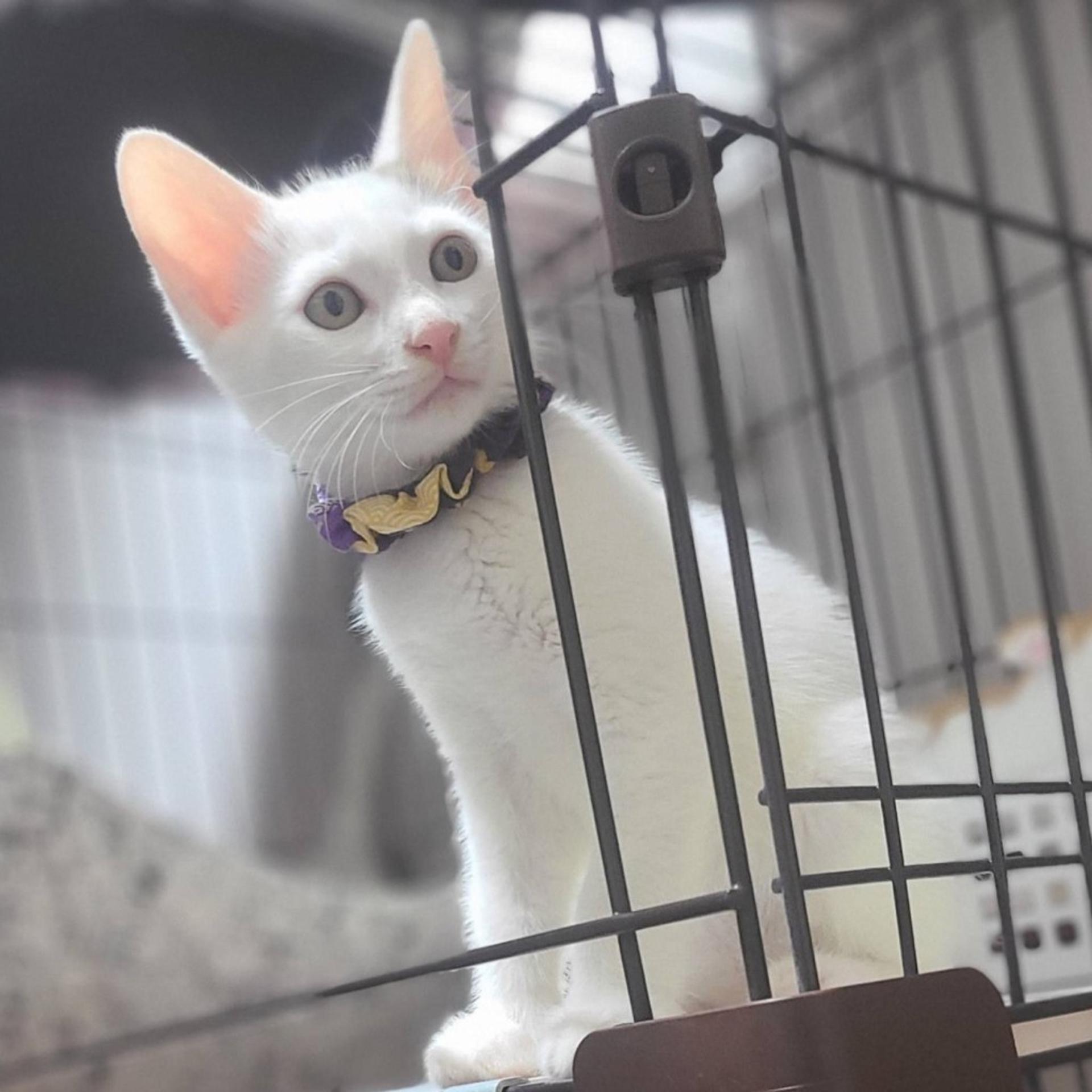 pet-image-5