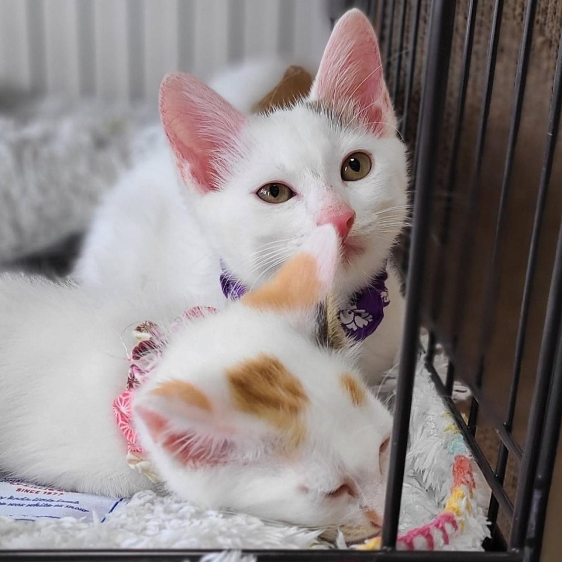 pet-image-6