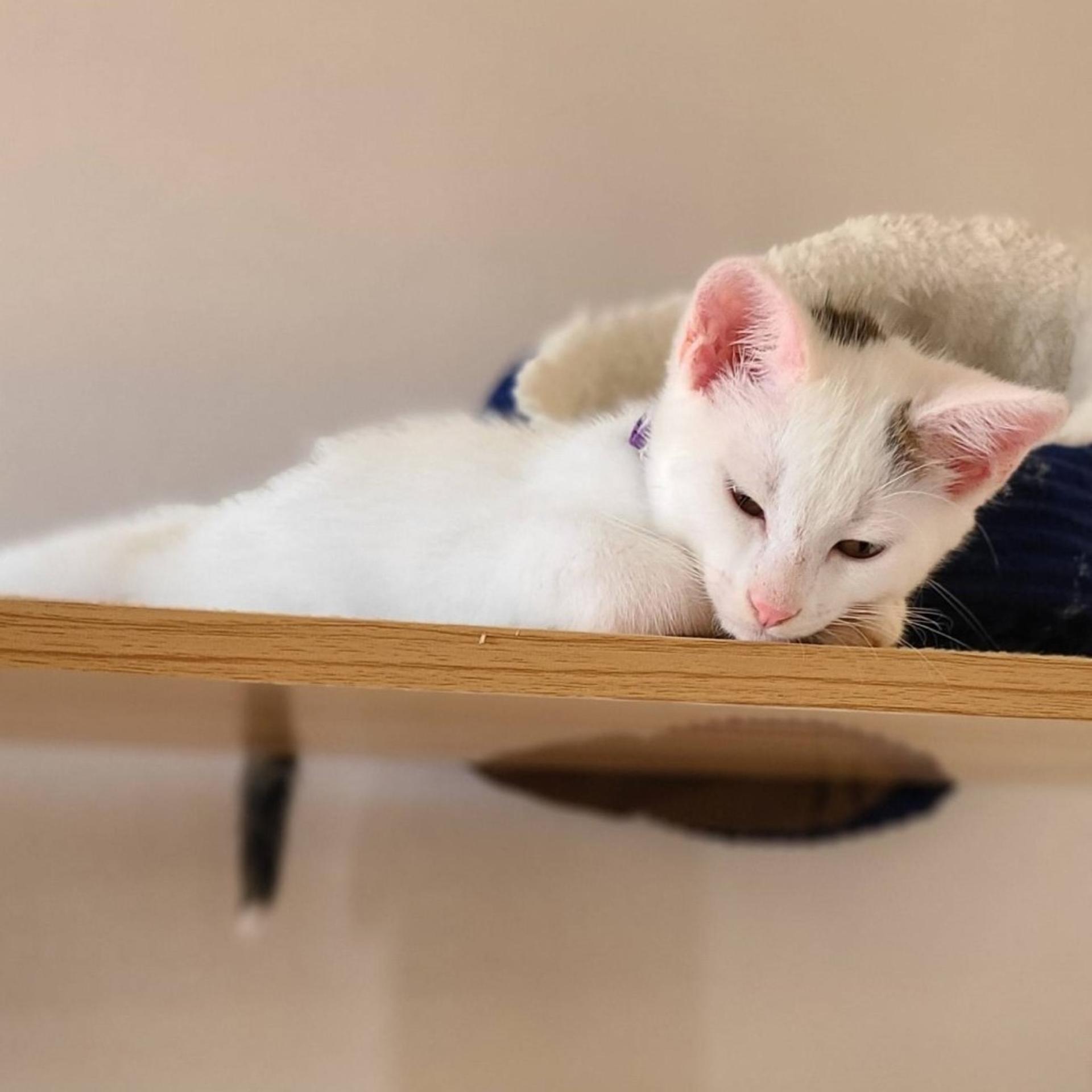 pet-image-3