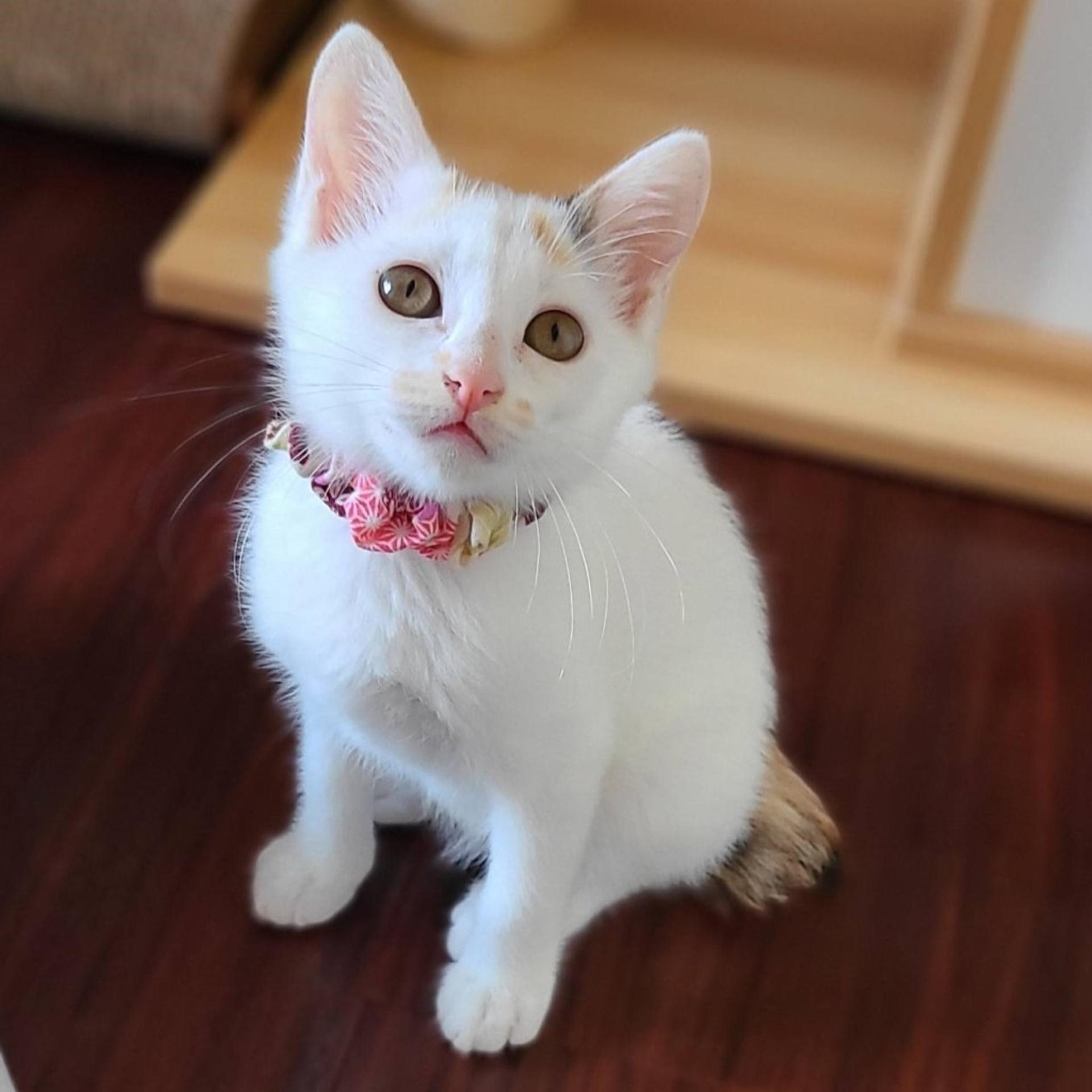 pet-image-5