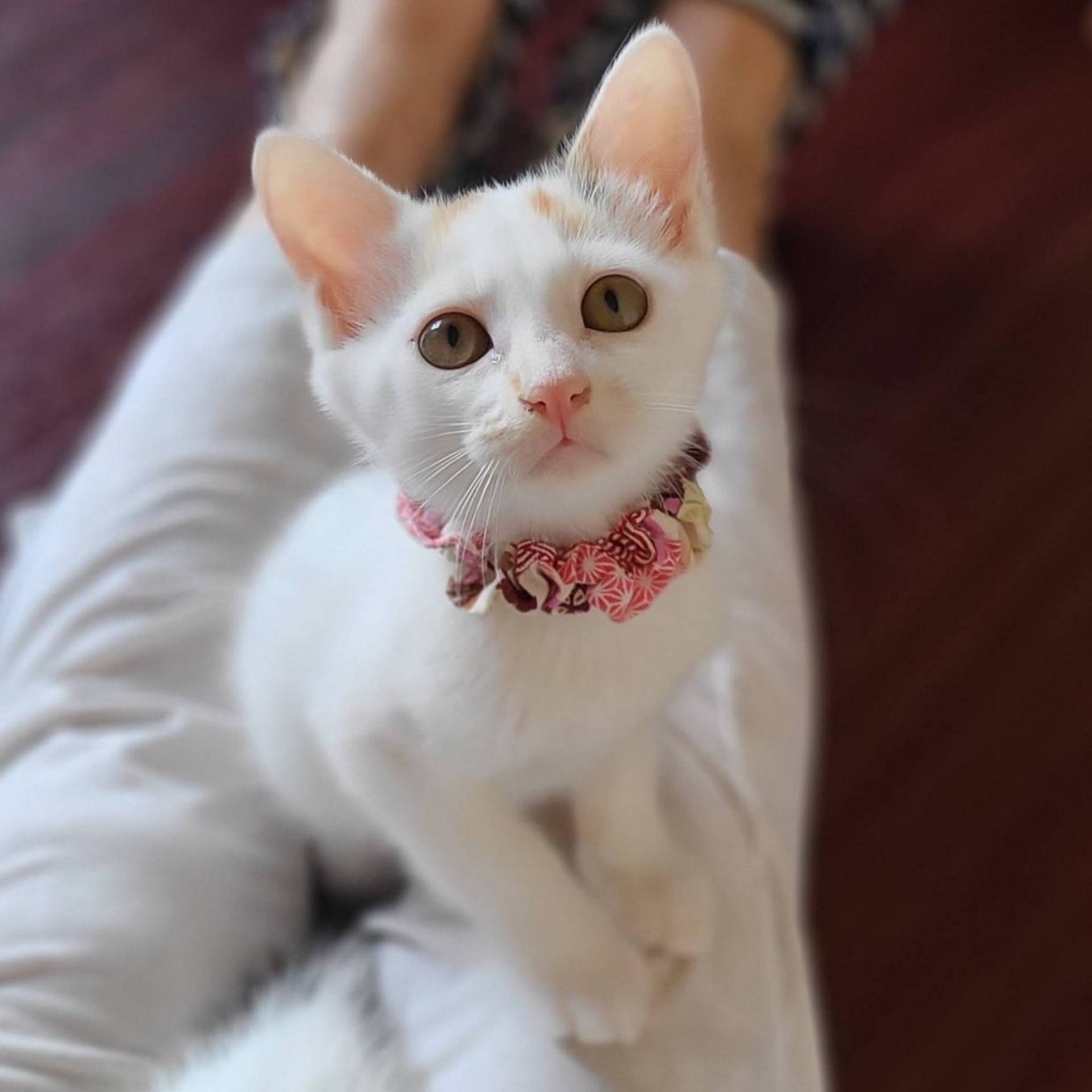 雑種（ミックス猫）・メスの里親募集の写真