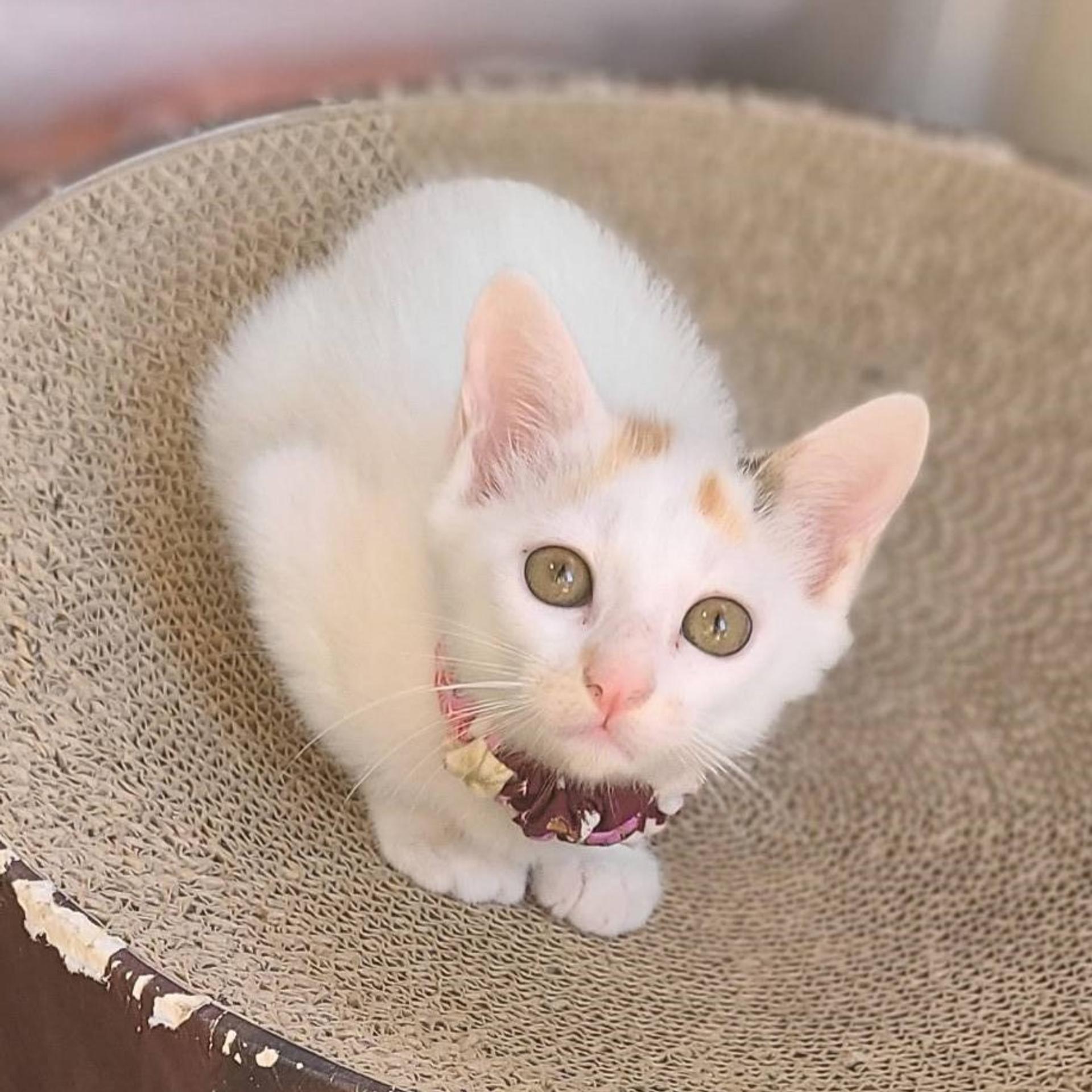 pet-image-2
