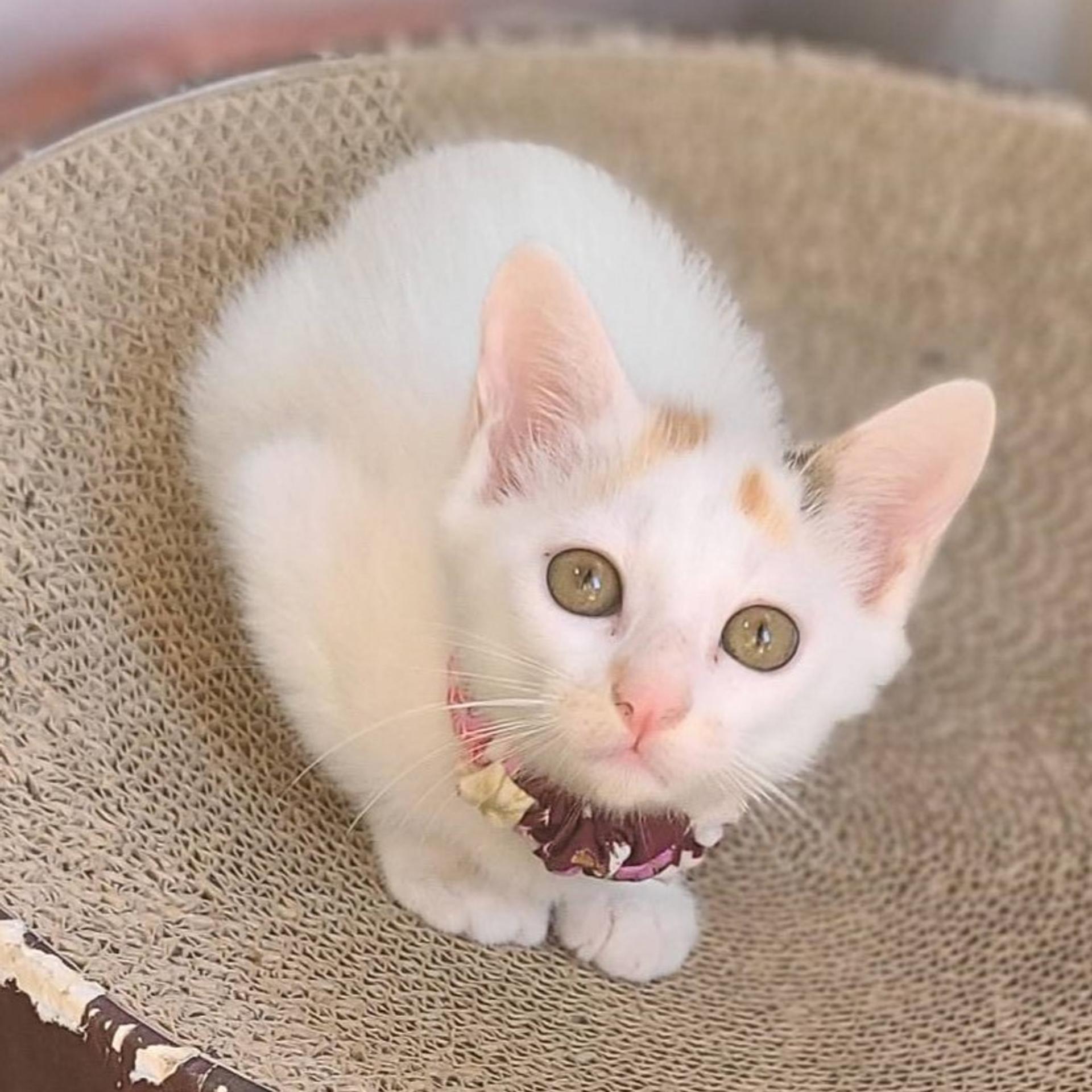 pet-image-3