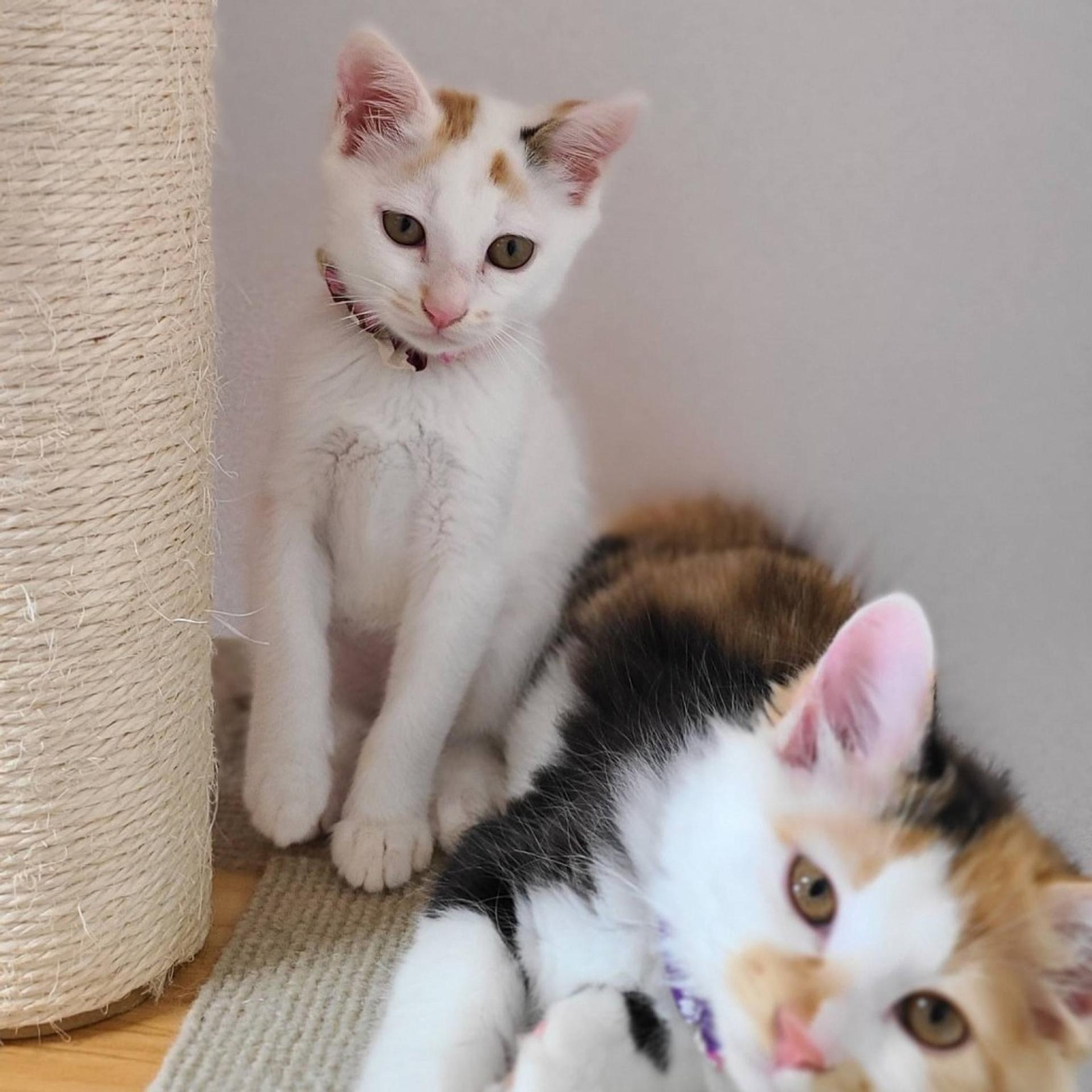 pet-image-4