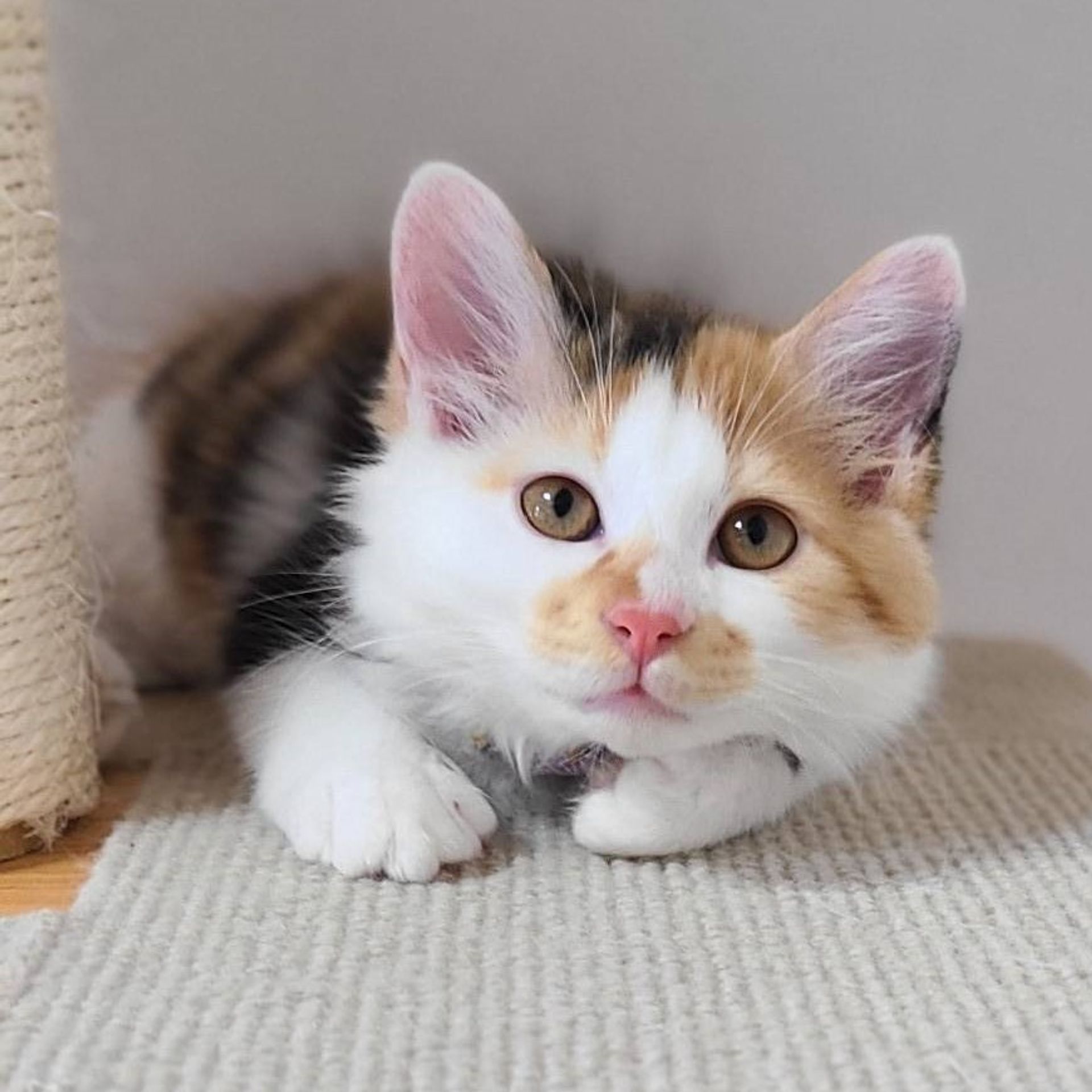 雑種（ミックス猫）・メスの里親募集の写真