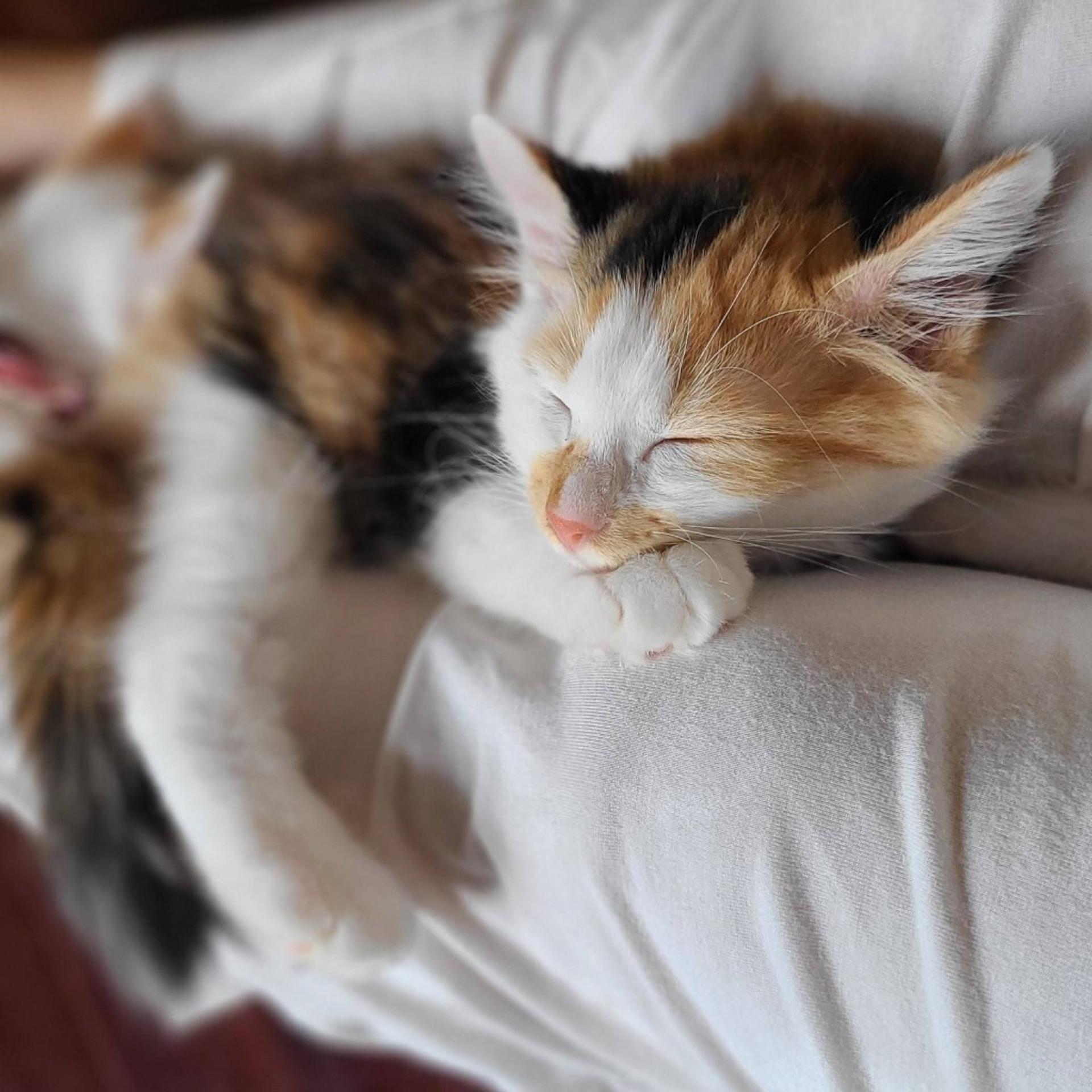 pet-image-4
