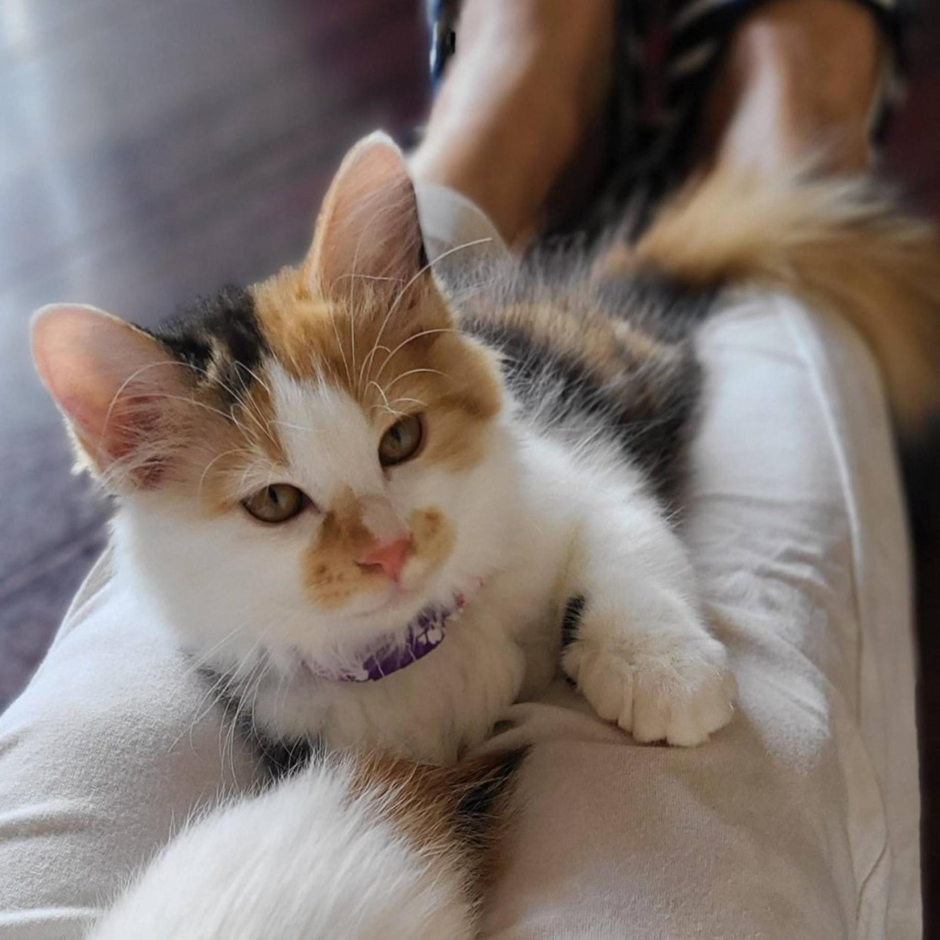 pet-image-5