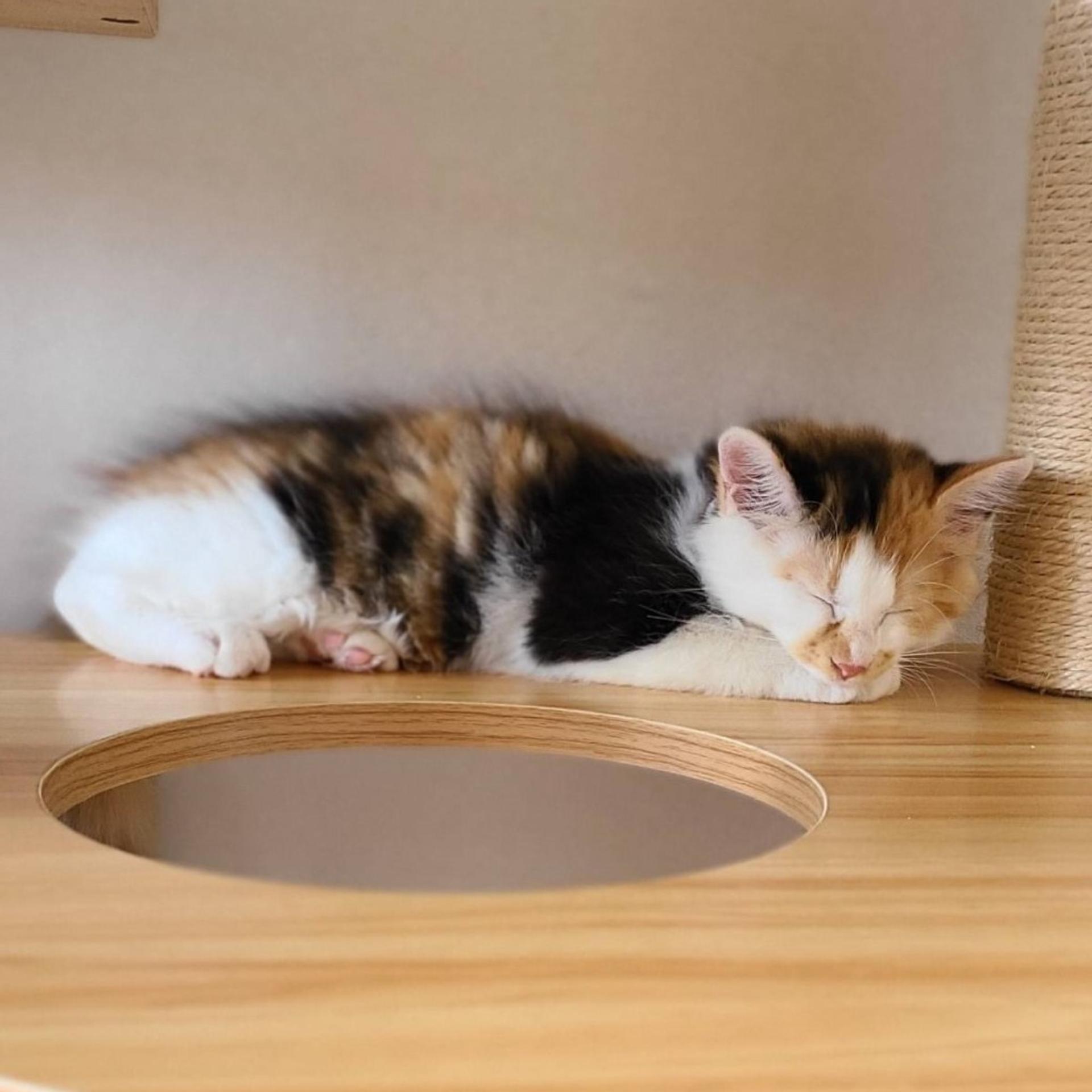 pet-image-6