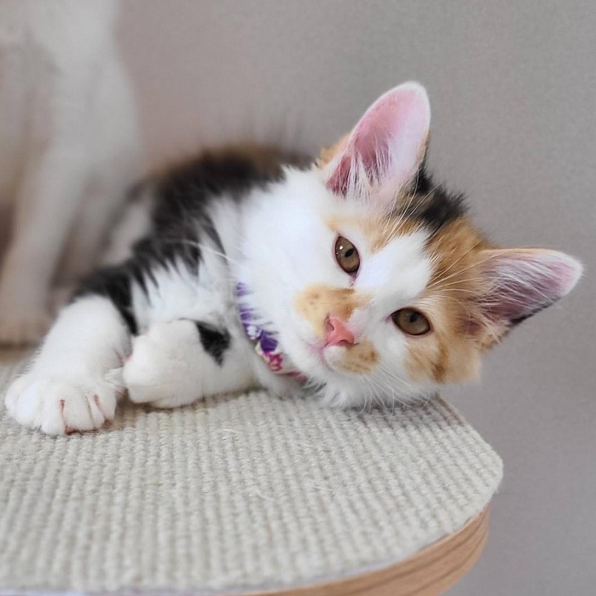pet-image-2