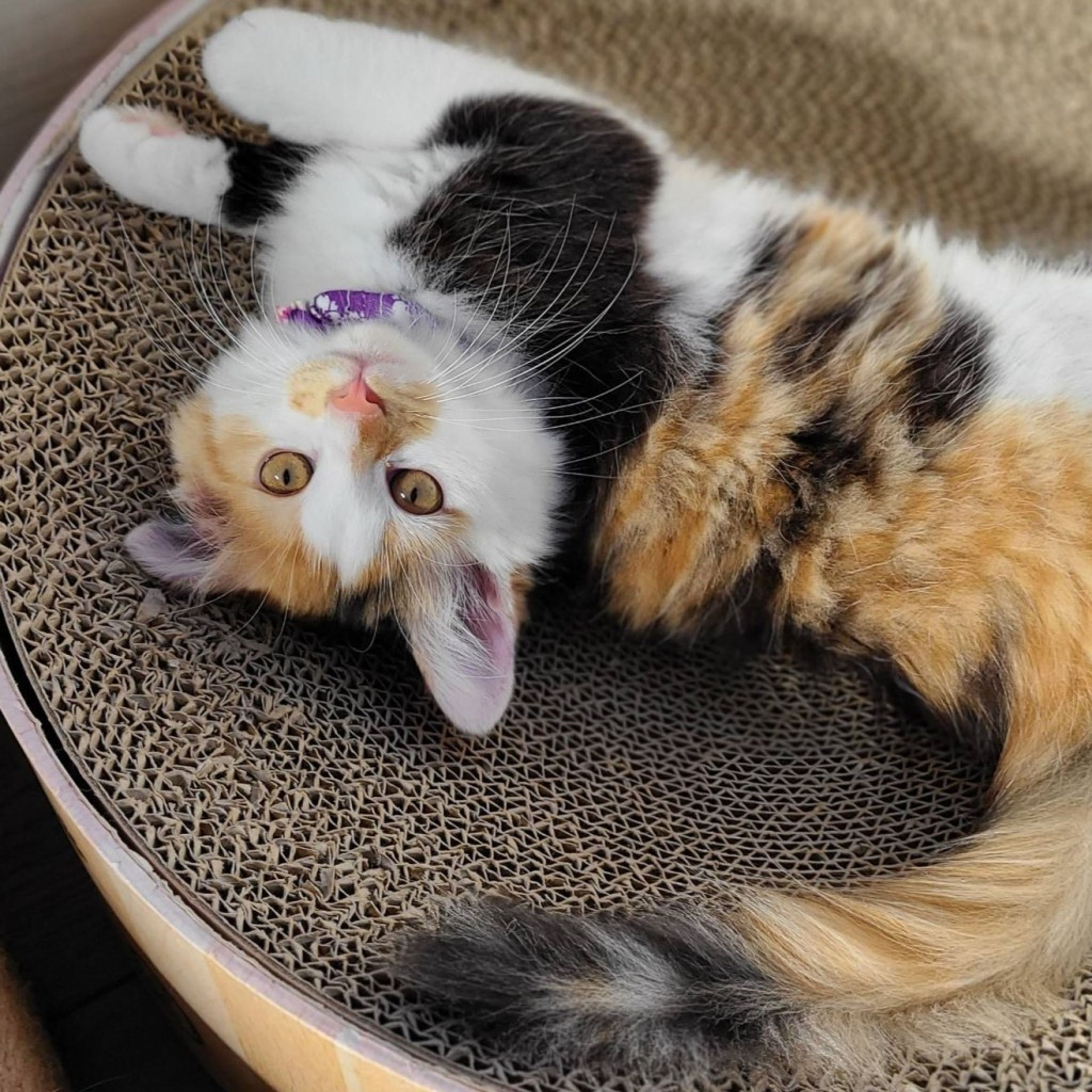 pet-image-3