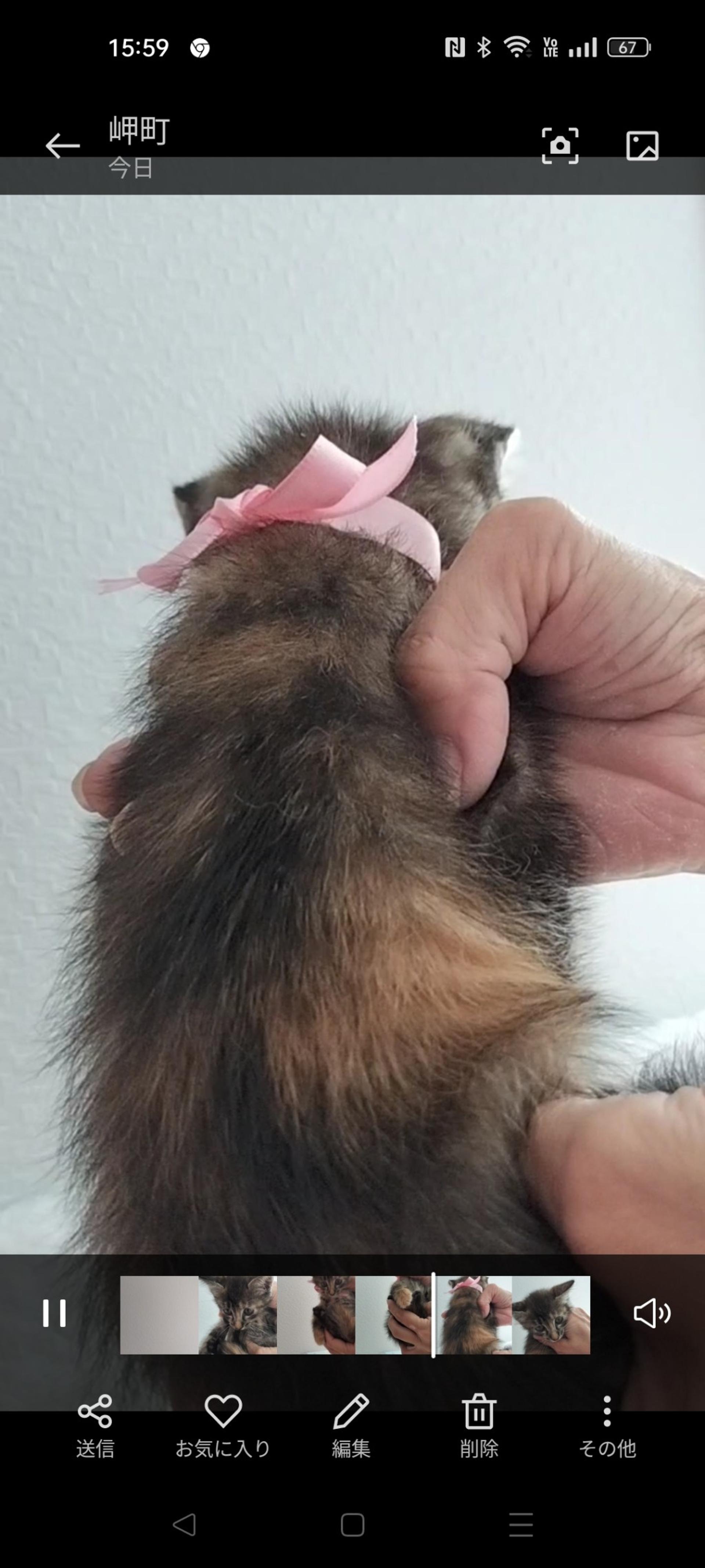 pet-image-8