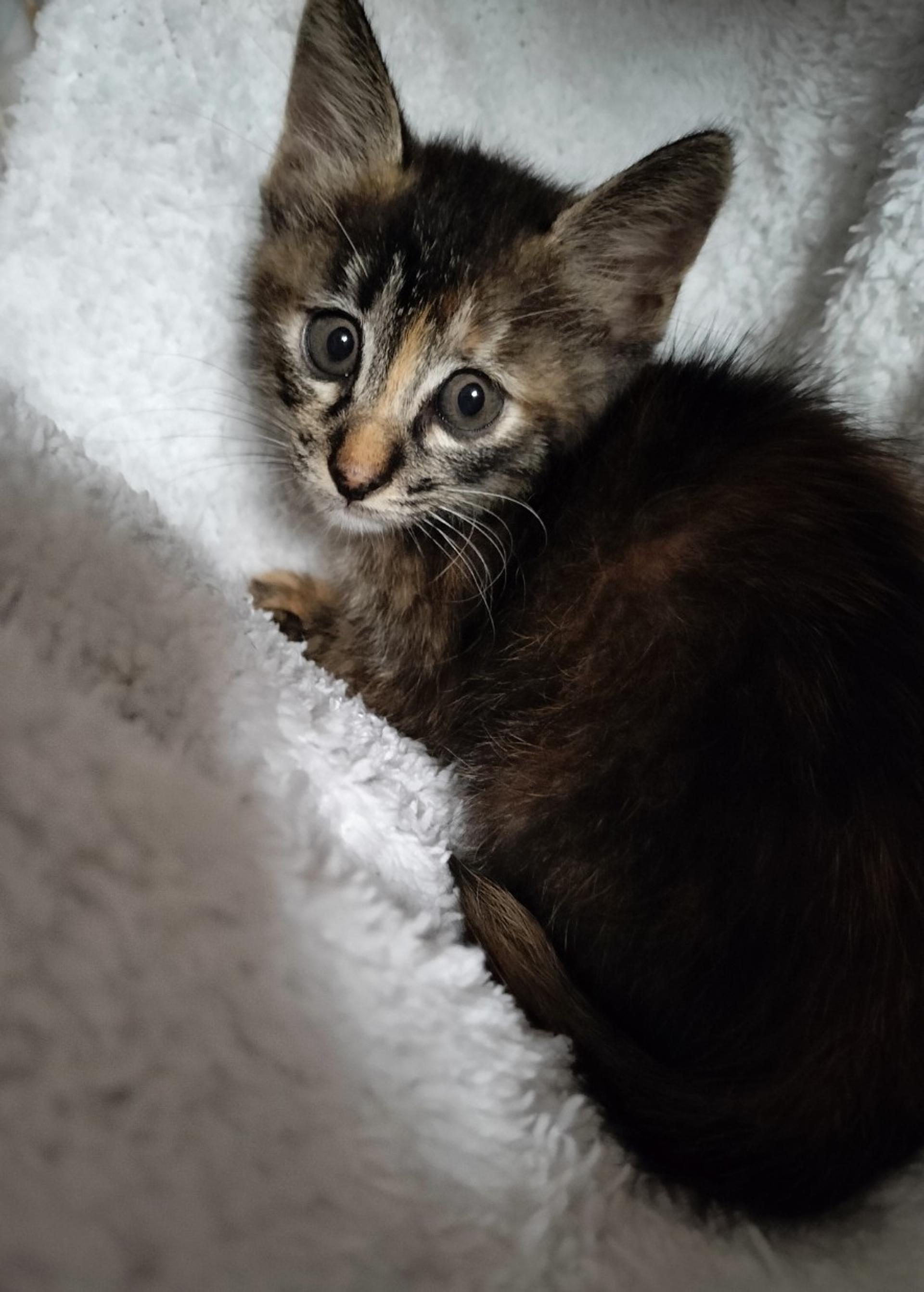 pet-image-7