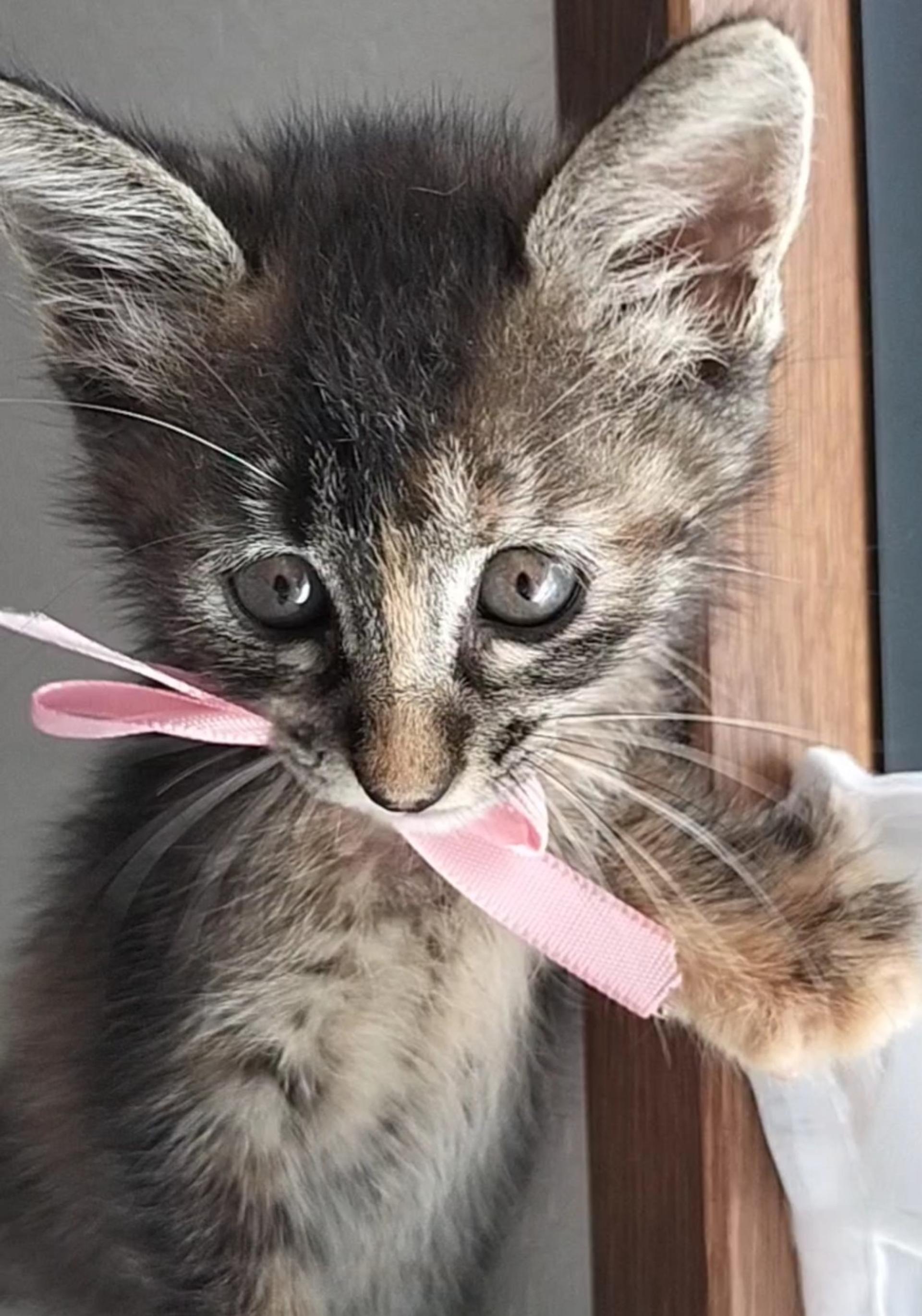 pet-image-3