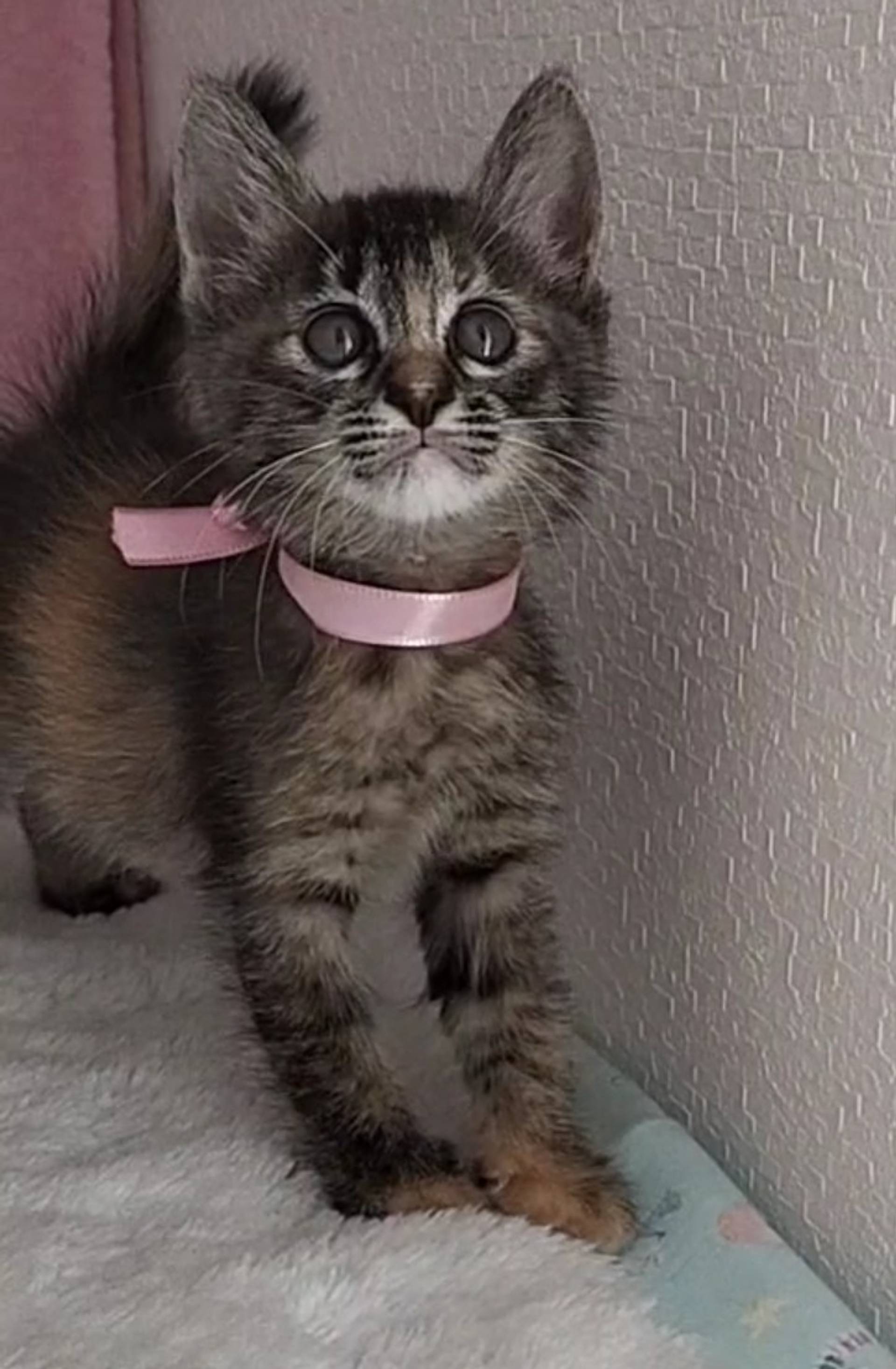 雑種（ミックス猫）・メスの里親募集の写真