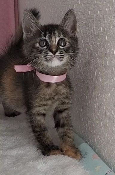キジちゃんの写真