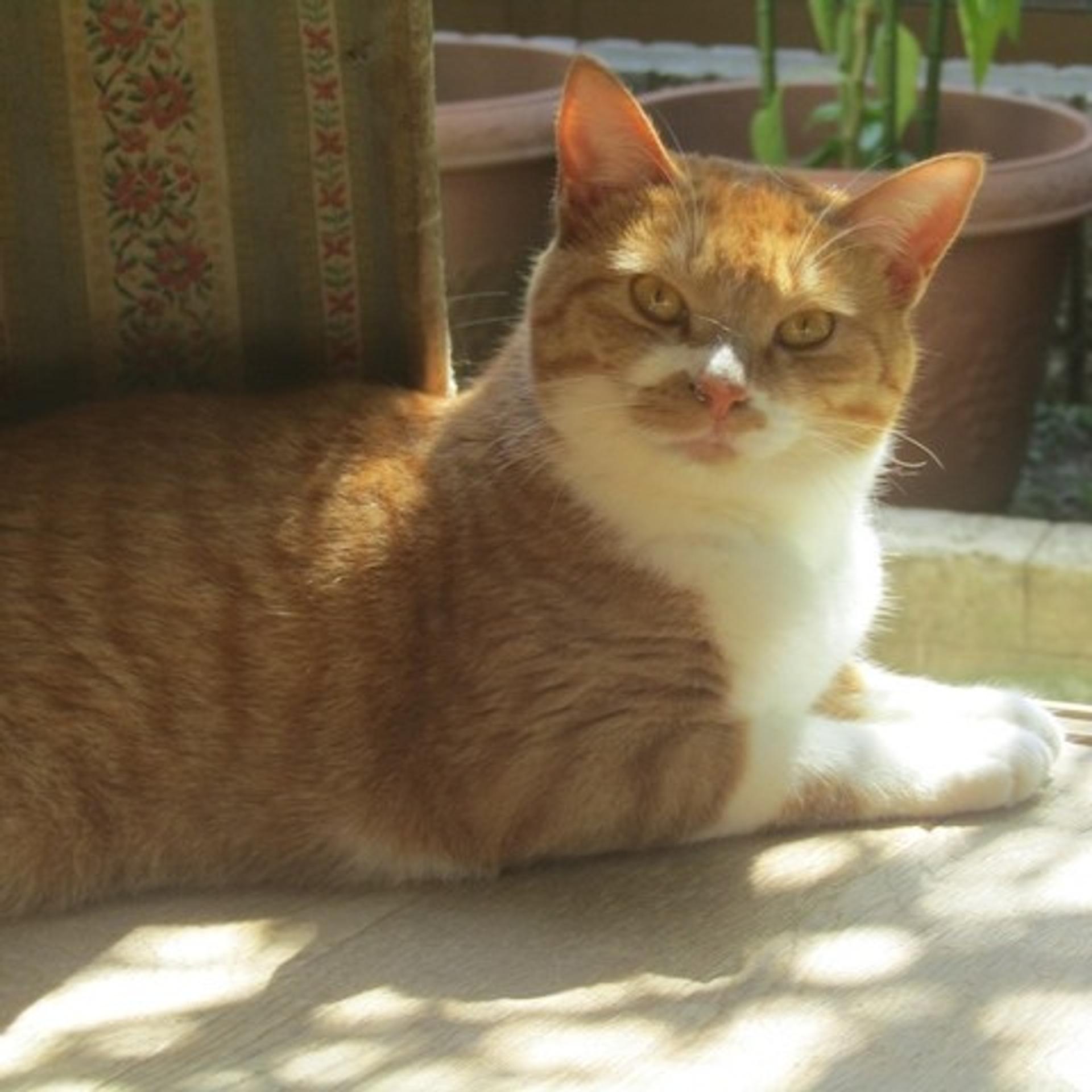 pet-image-2