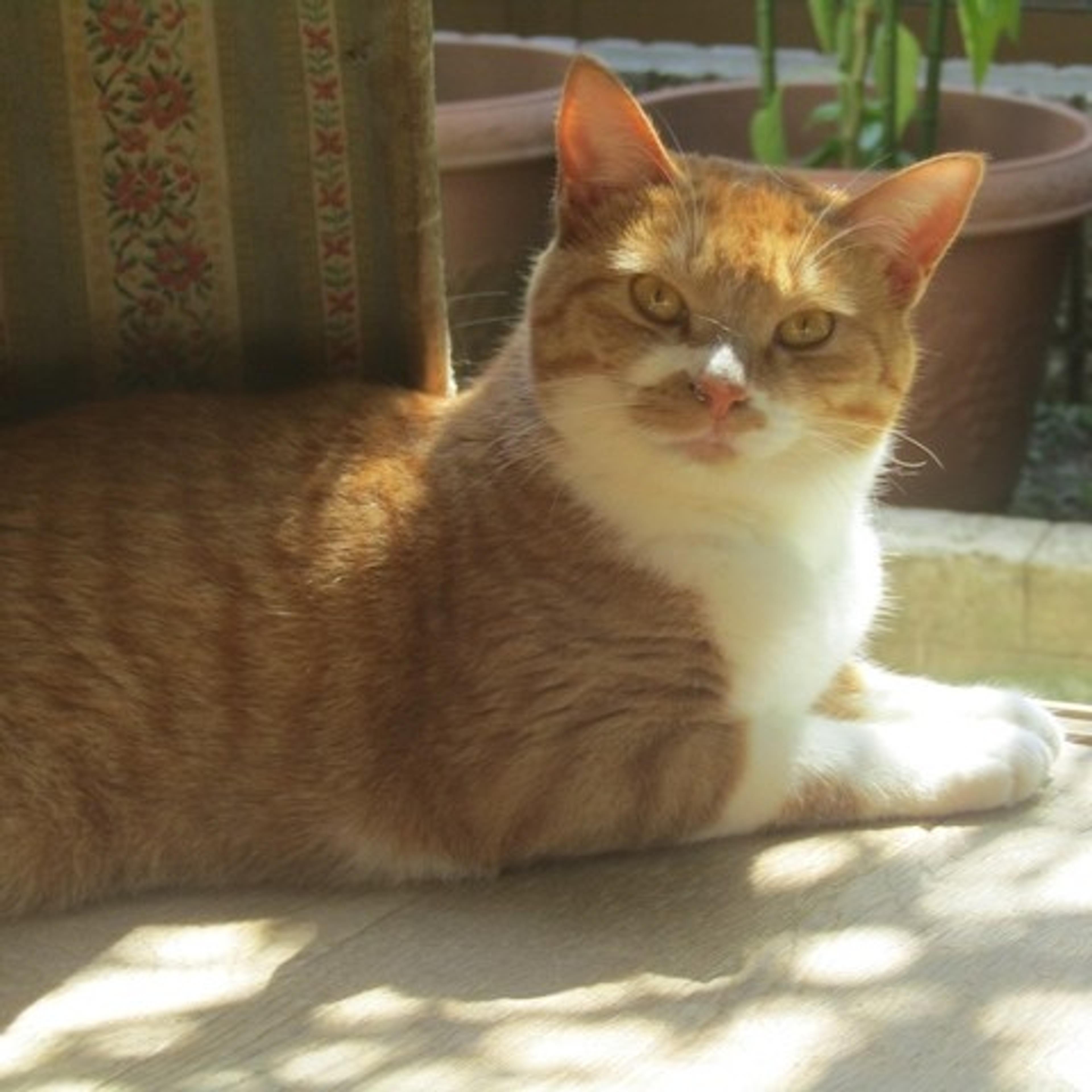 pet-image-2