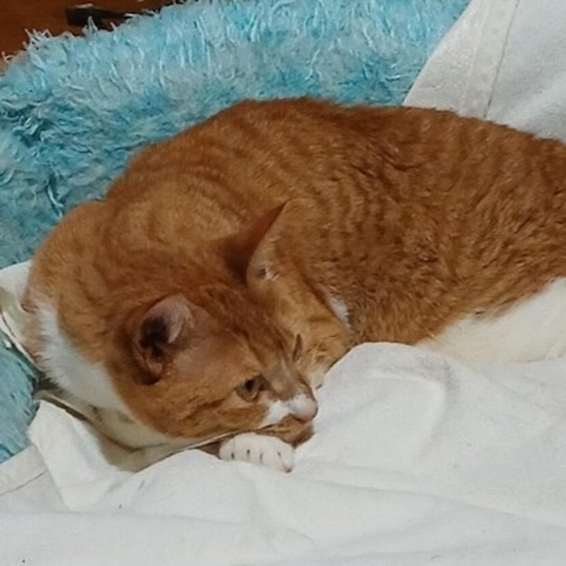 pet-image-3
