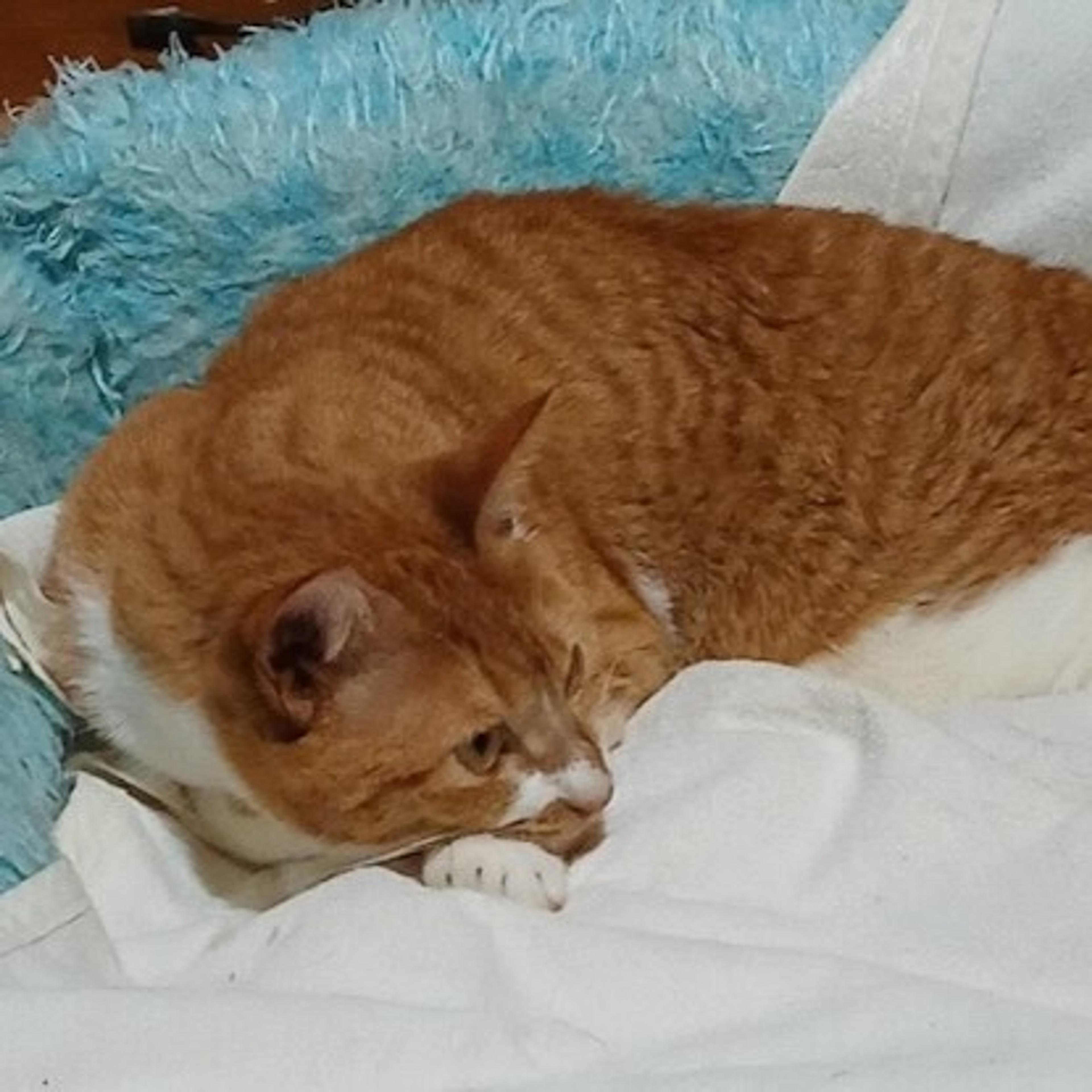 pet-image-3
