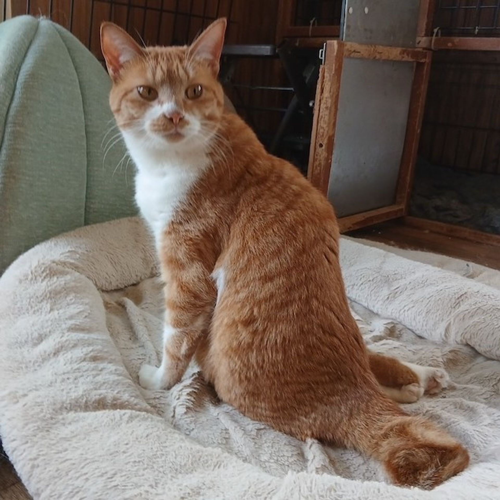 雑種（ミックス猫）・メスの里親募集の写真
