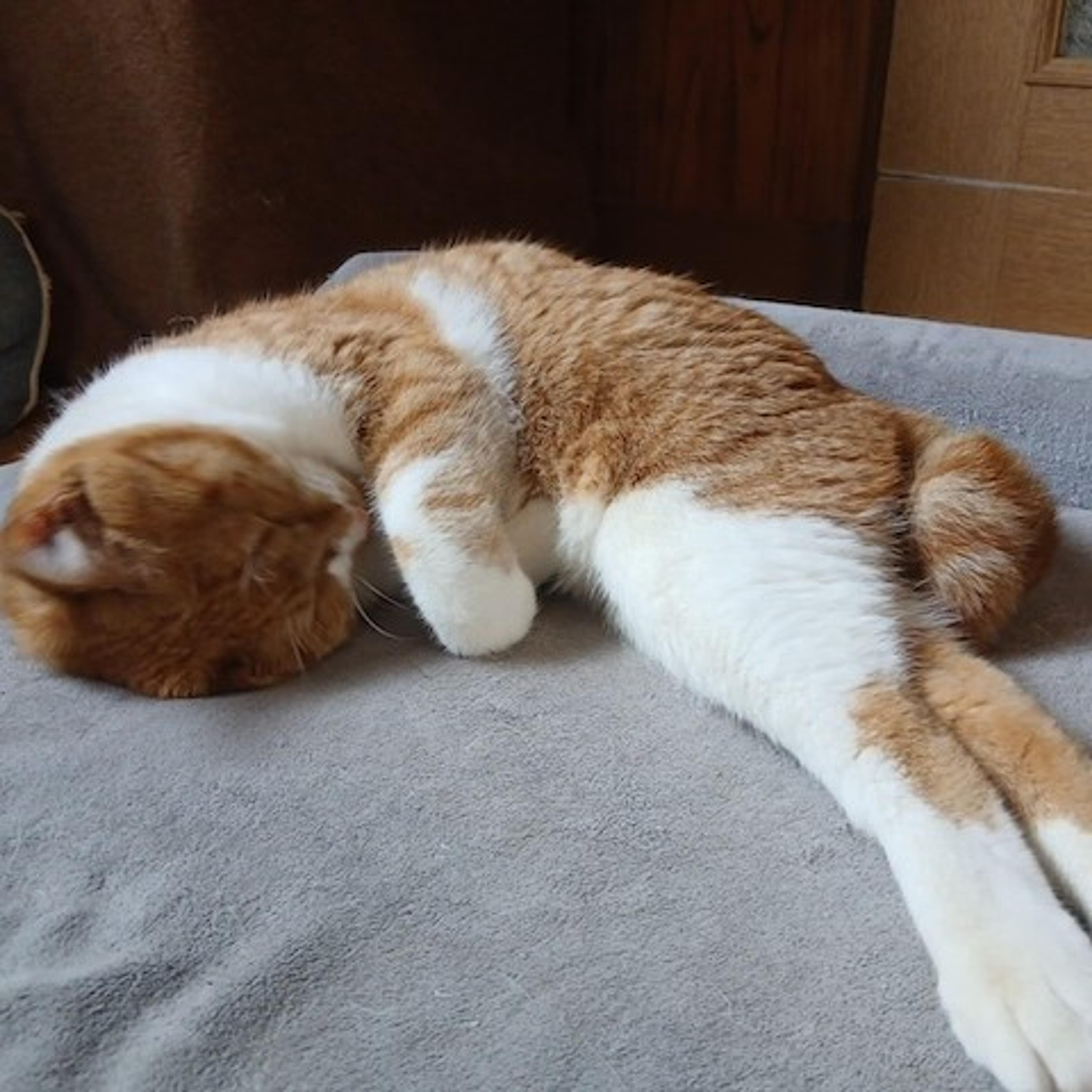 pet-image-4