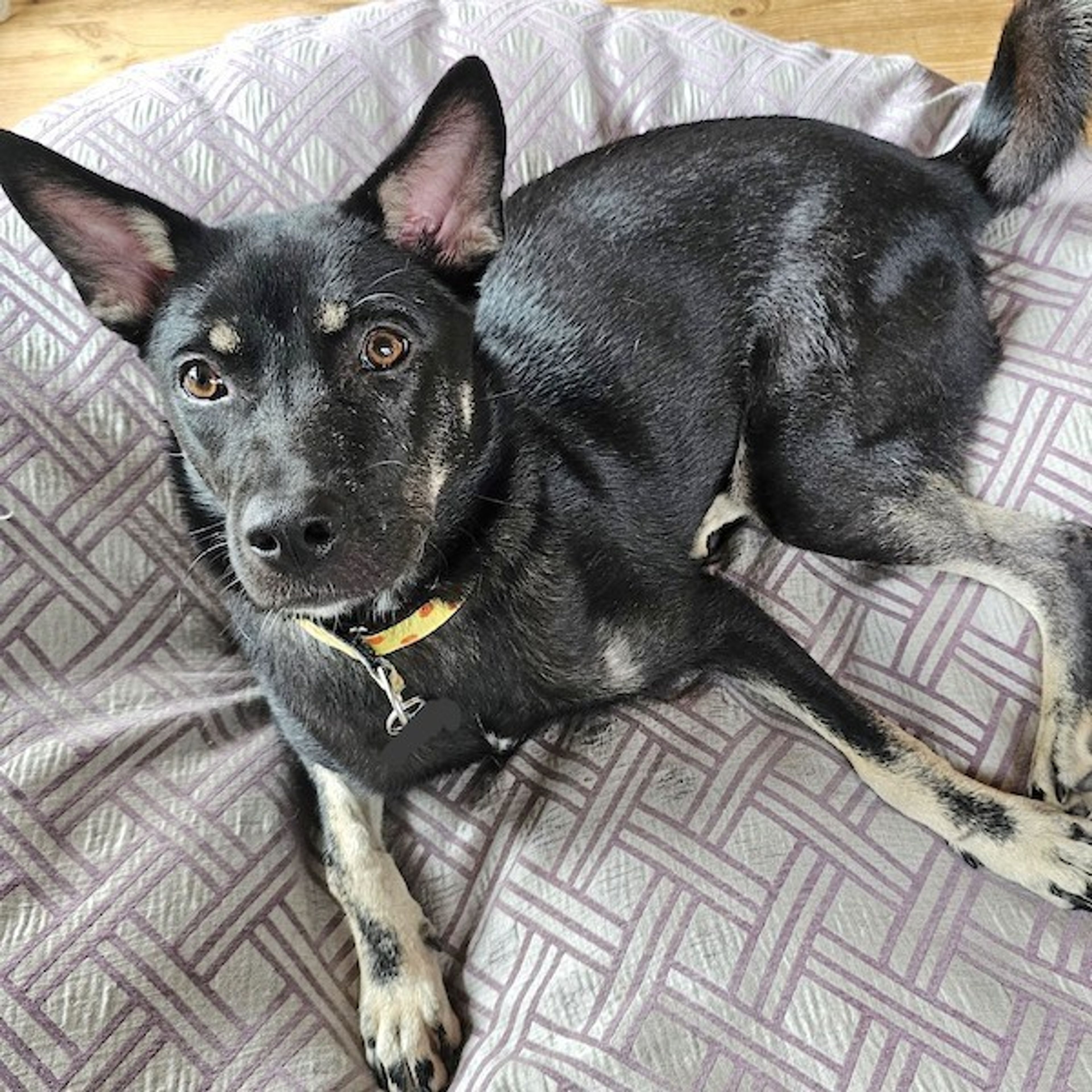 pet-image-3