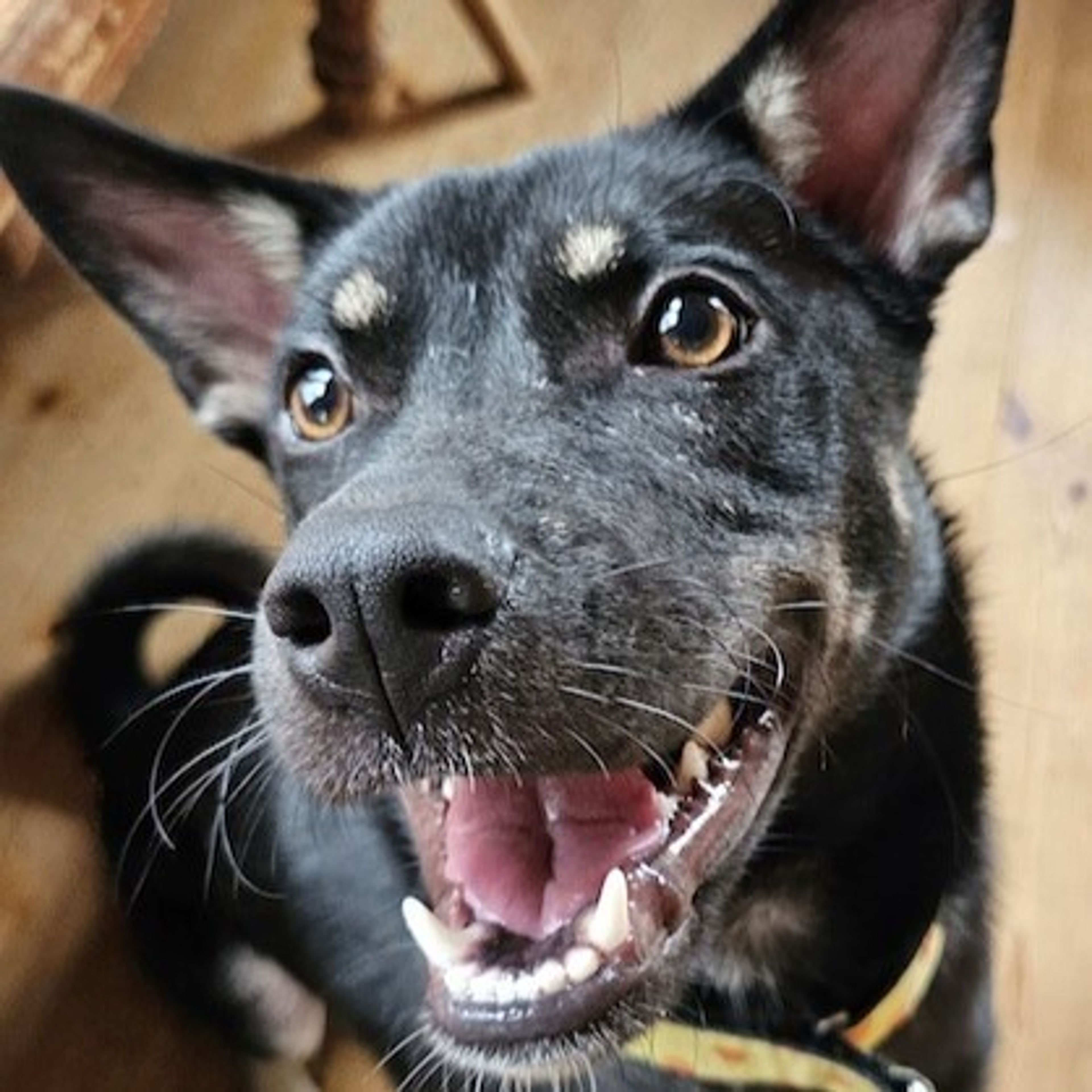 pet-image-4