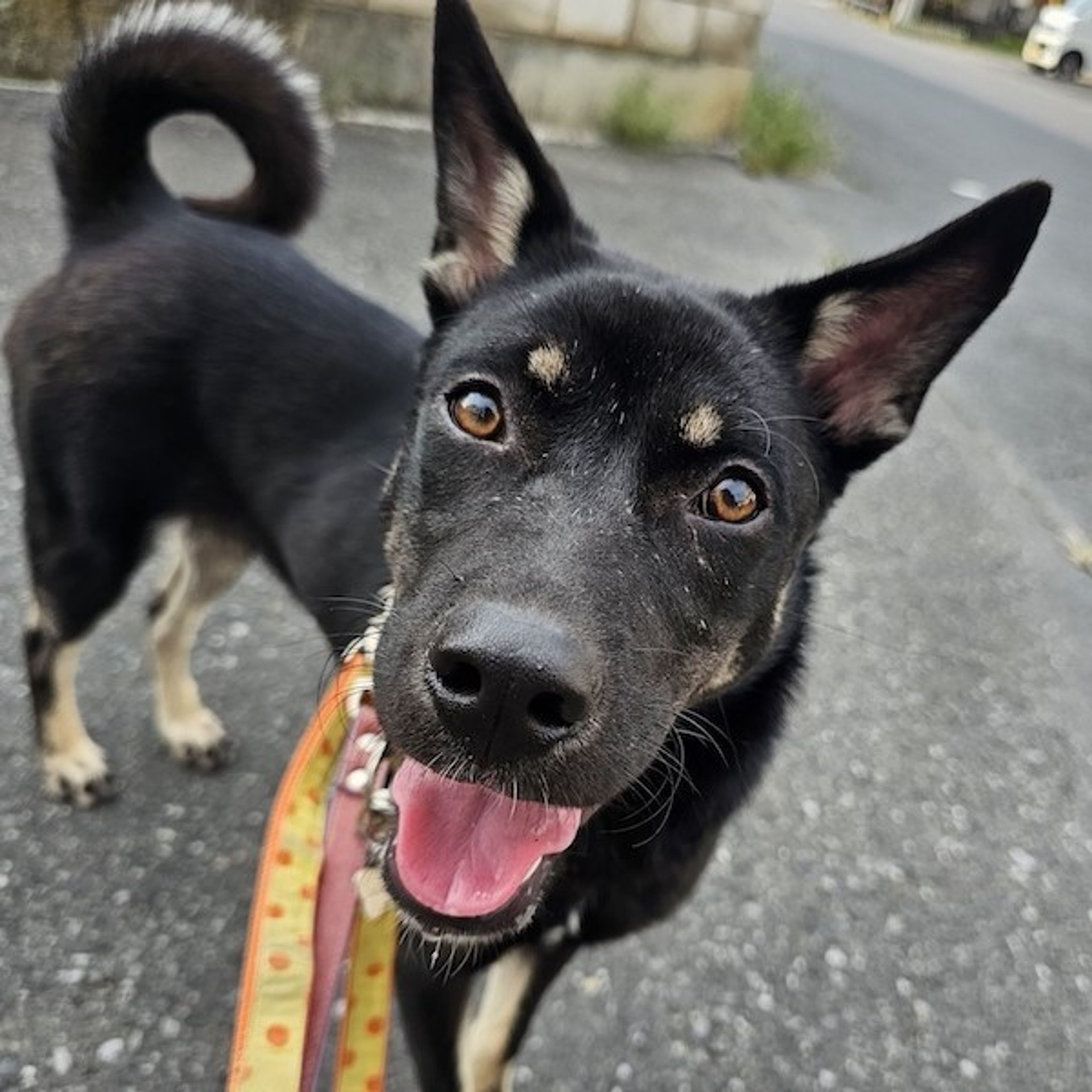 pet-image-2