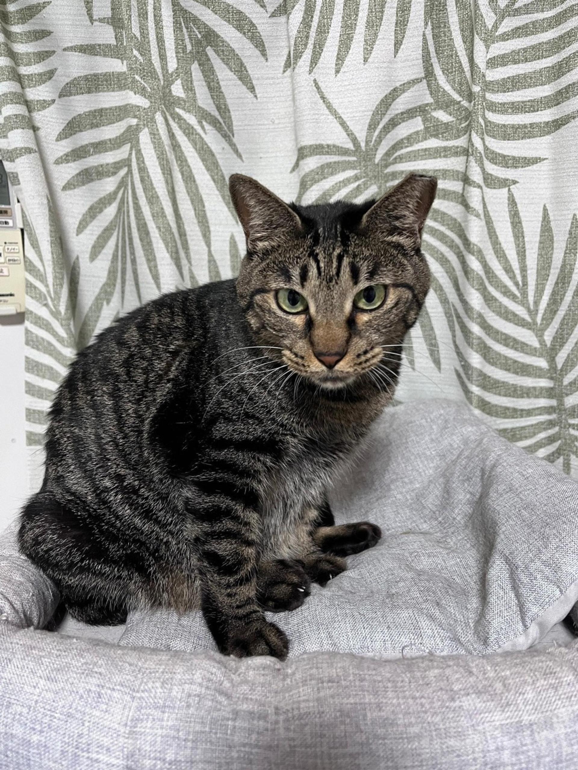 pet-image-2