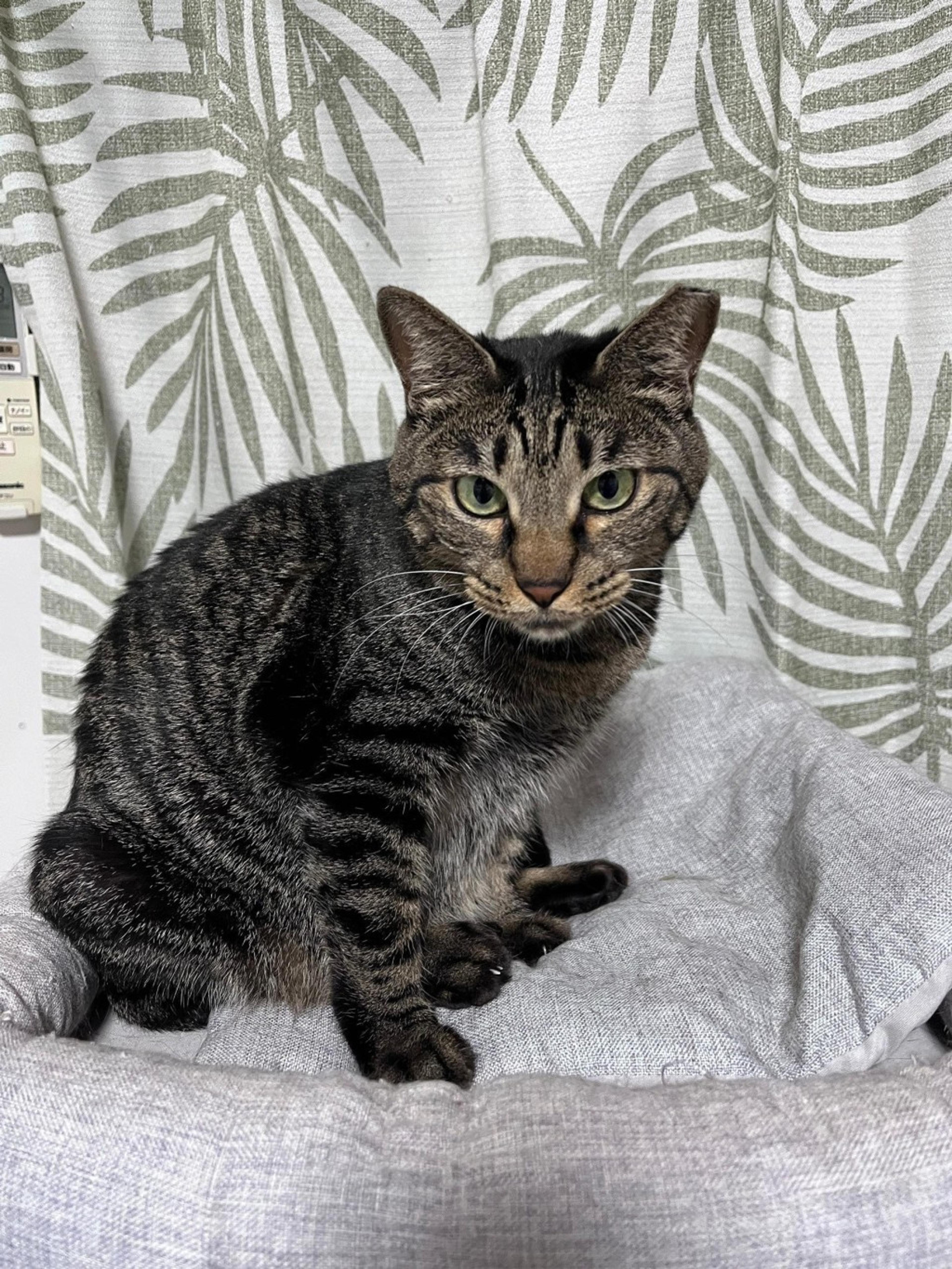 pet-image-2