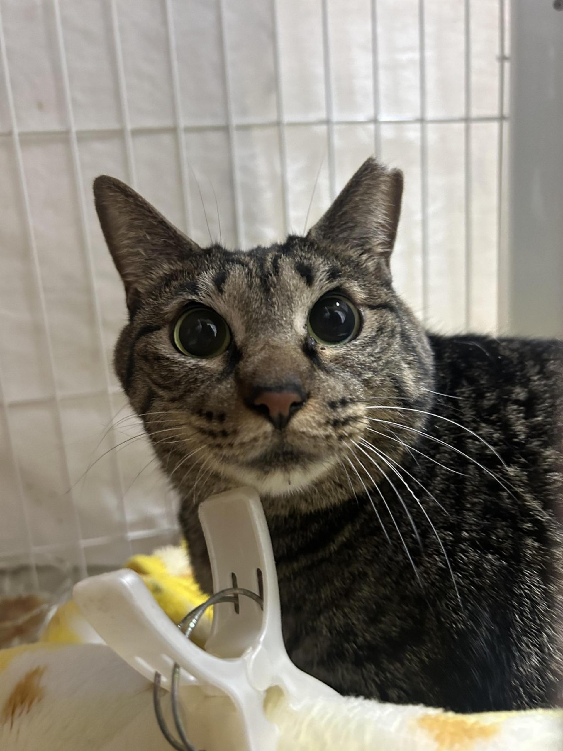 pet-image-4