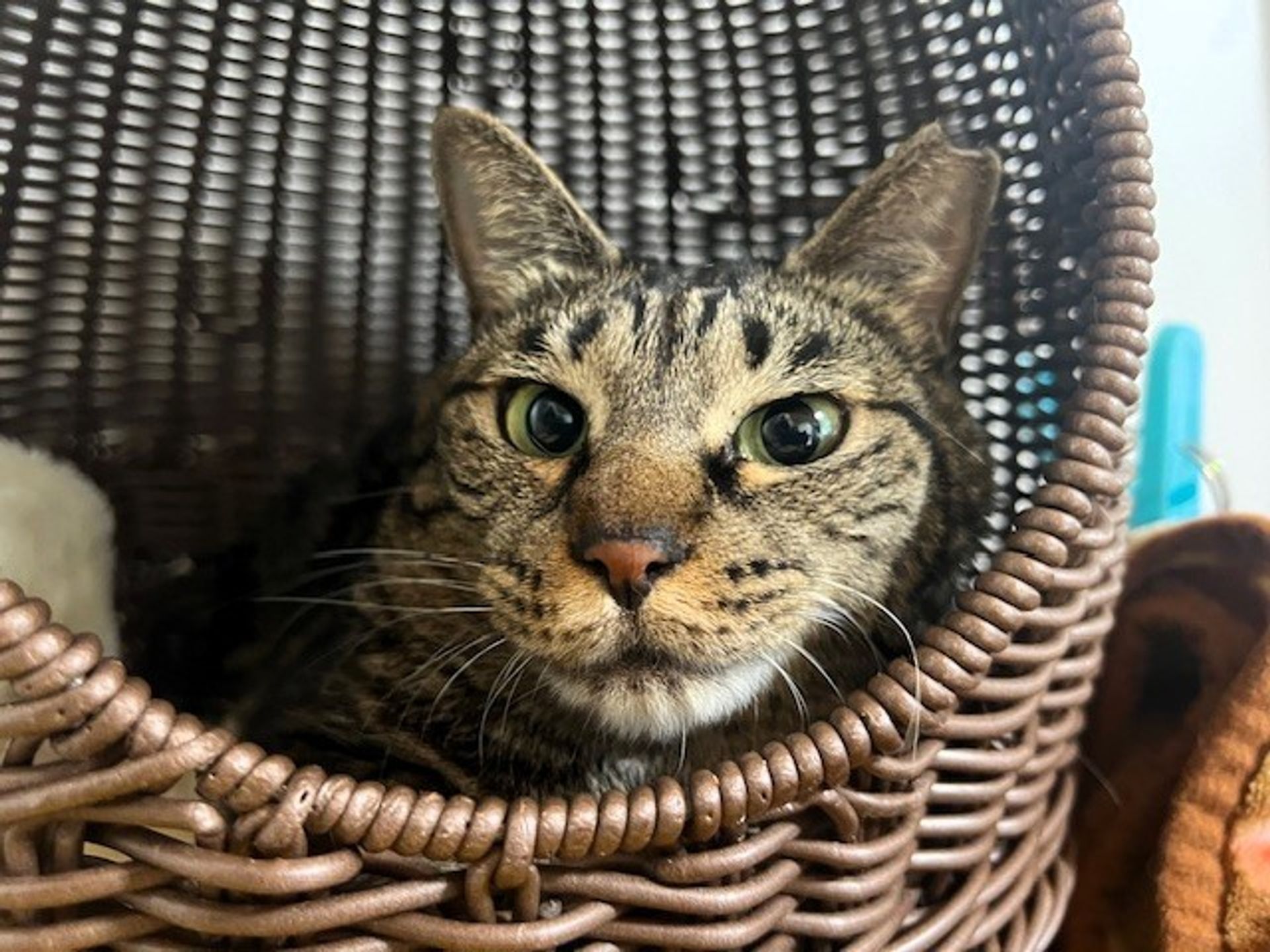 雑種（ミックス猫）・メスの里親募集の写真