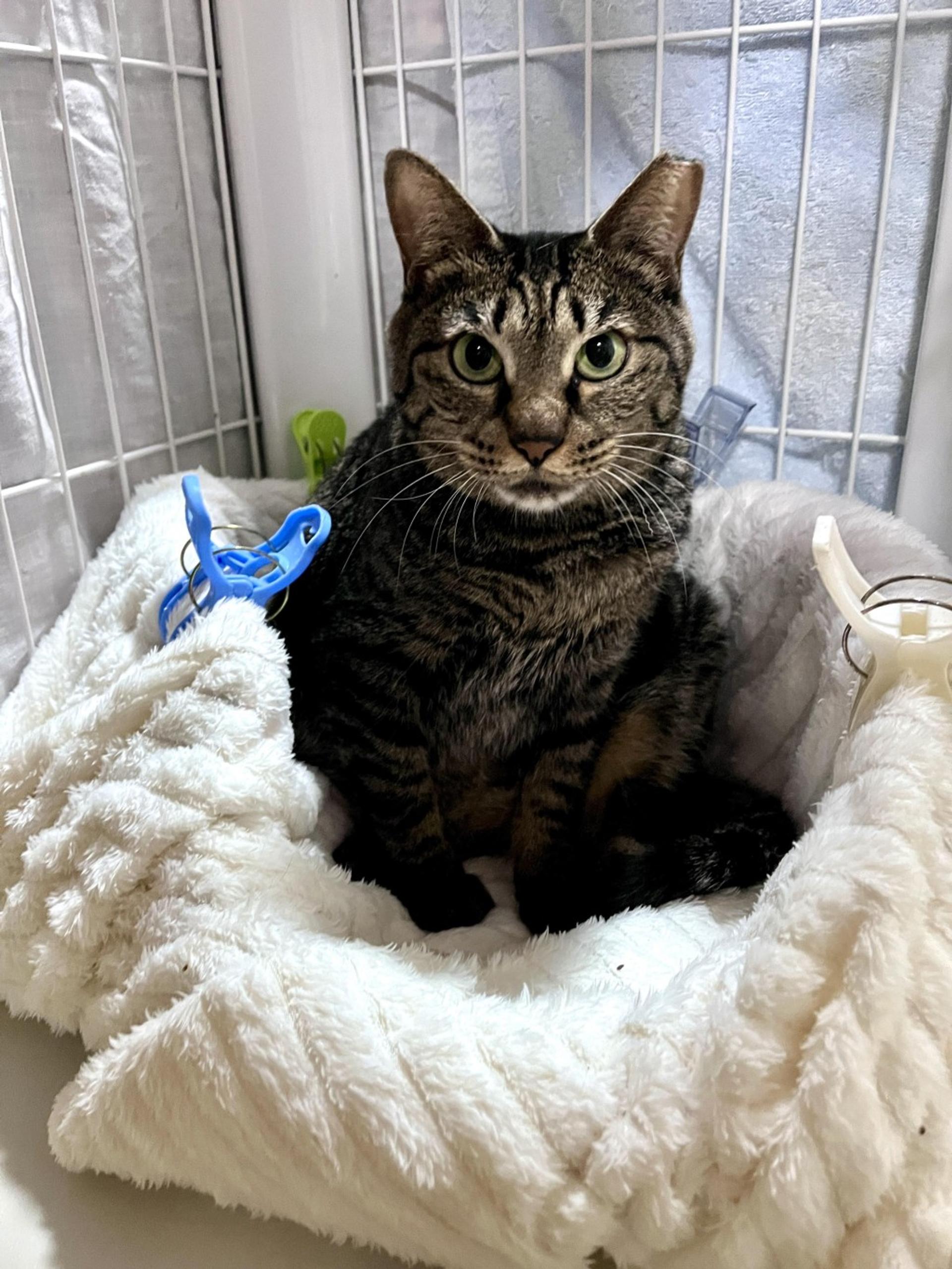pet-image-6