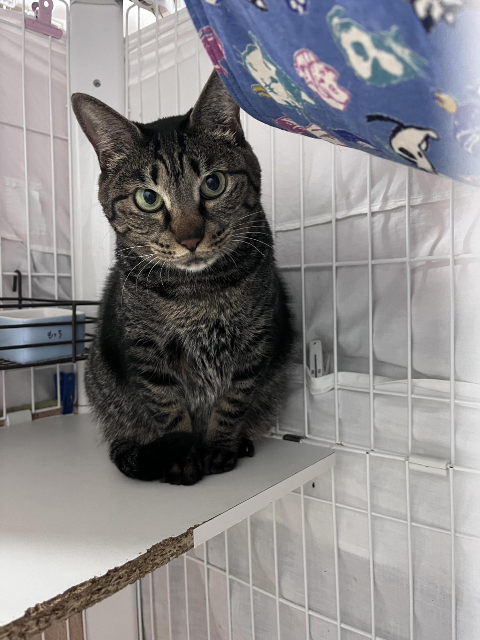 pet-image-7