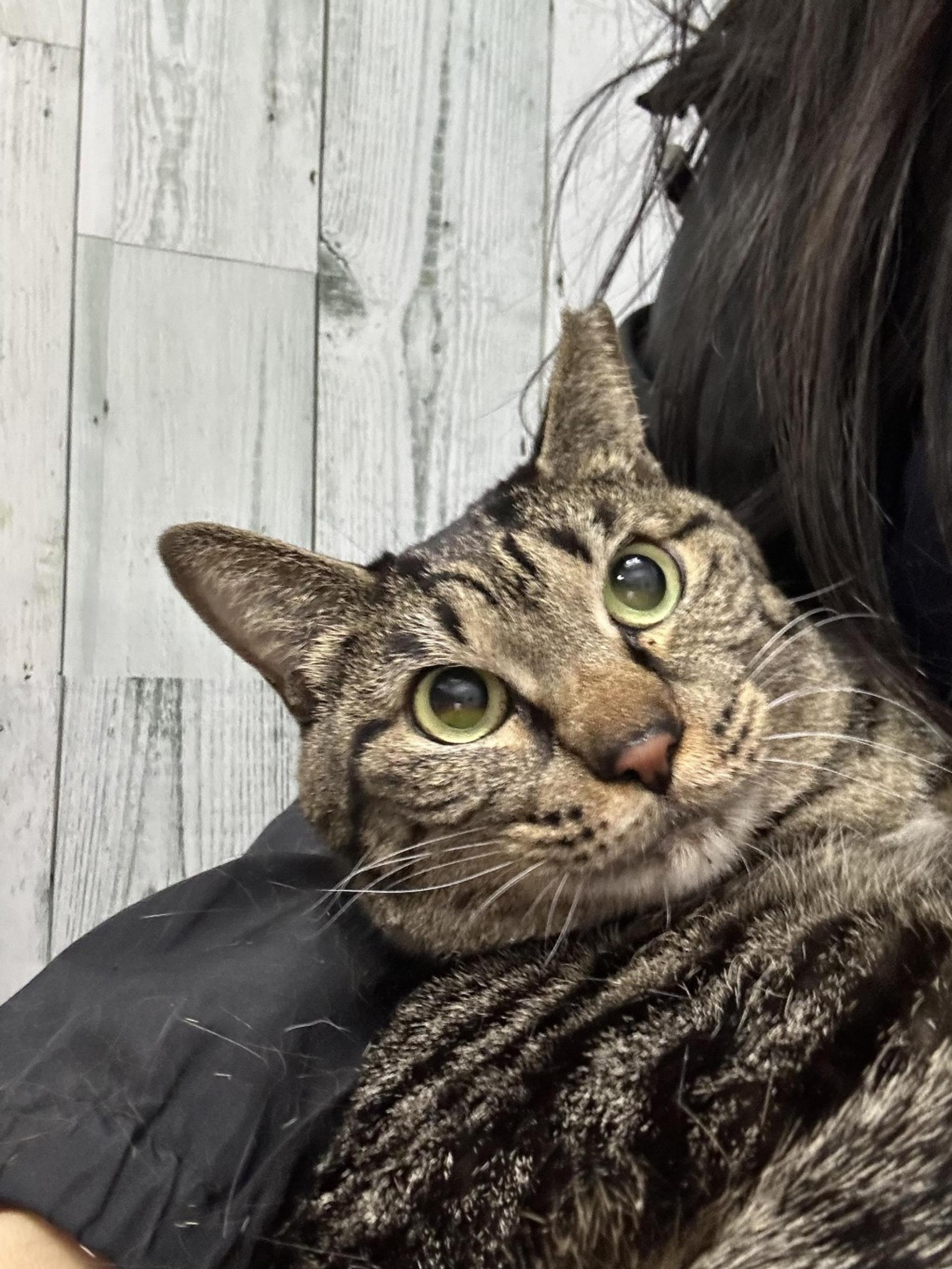 pet-image-9