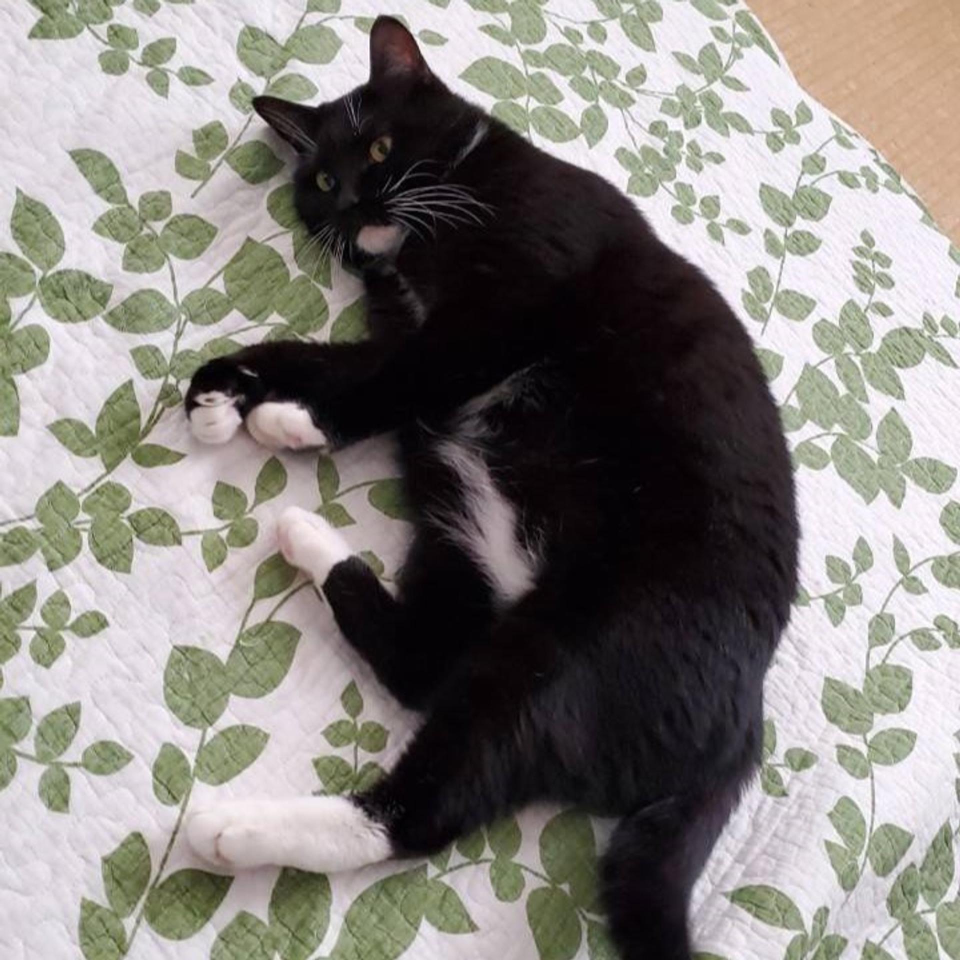 pet-image-5
