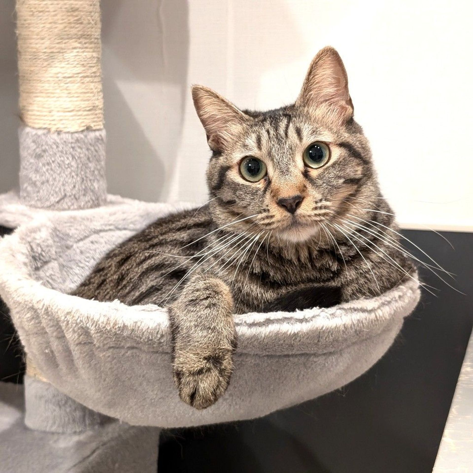 雑種（ミックス猫）・オスの里親募集の写真