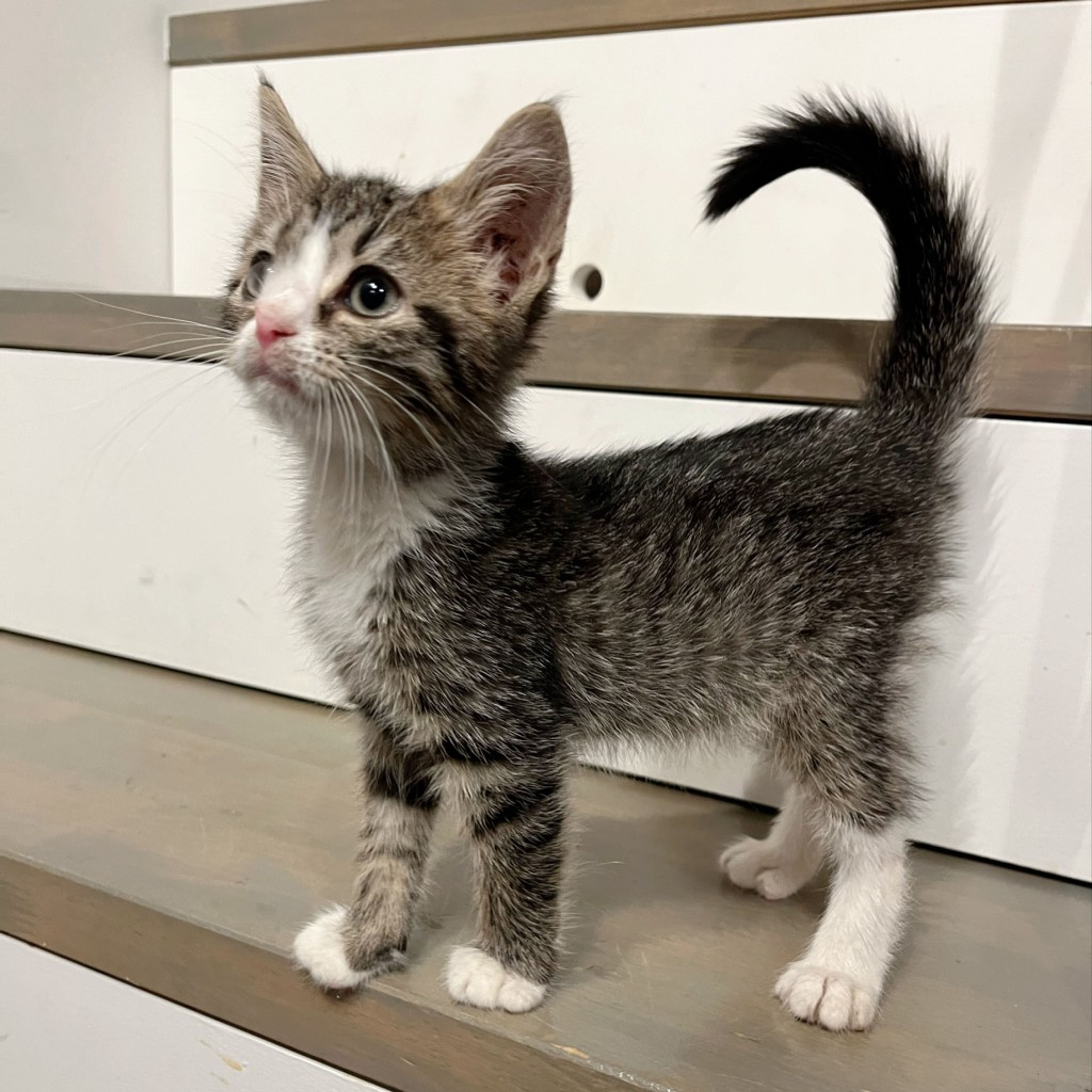 pet-image-6