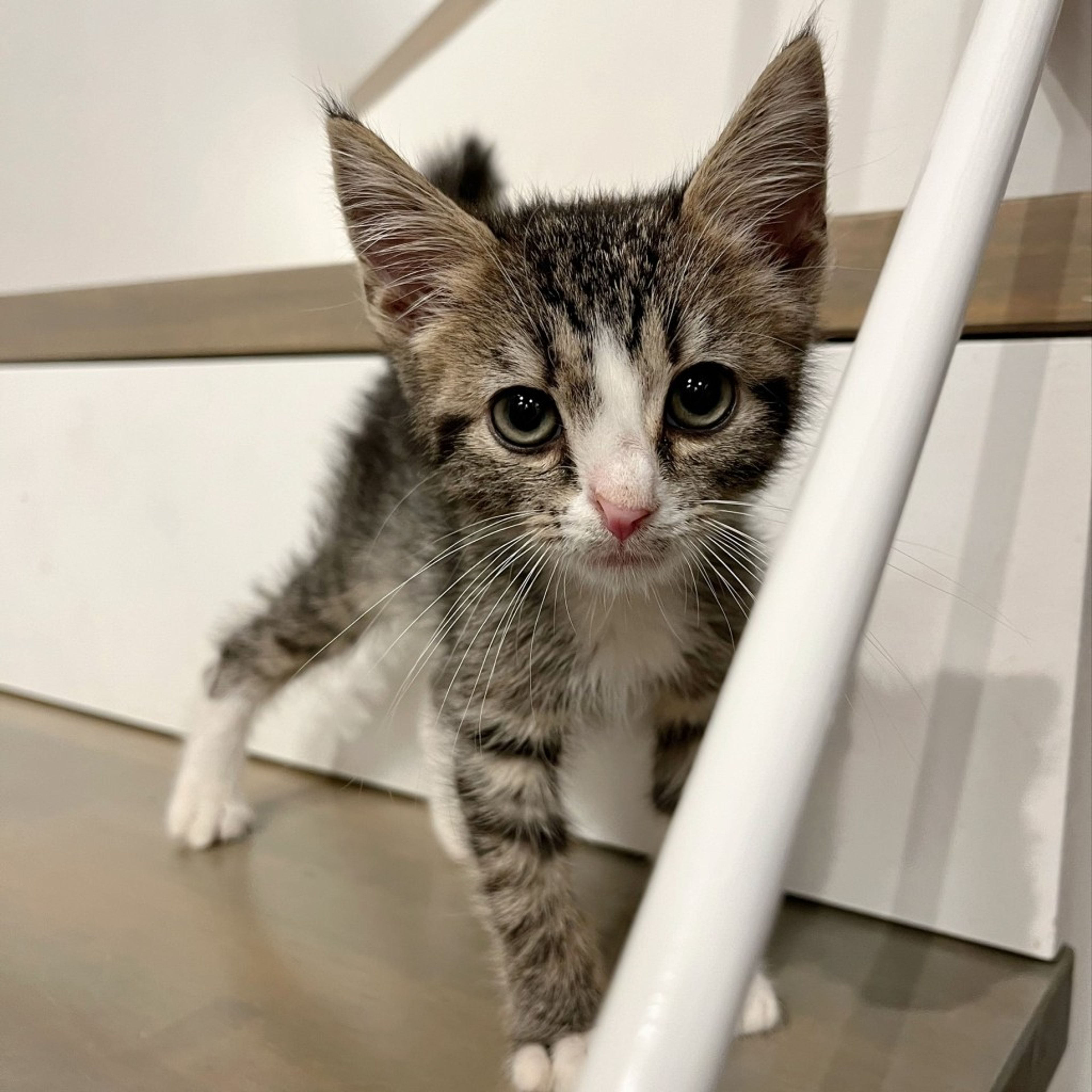 pet-image-7