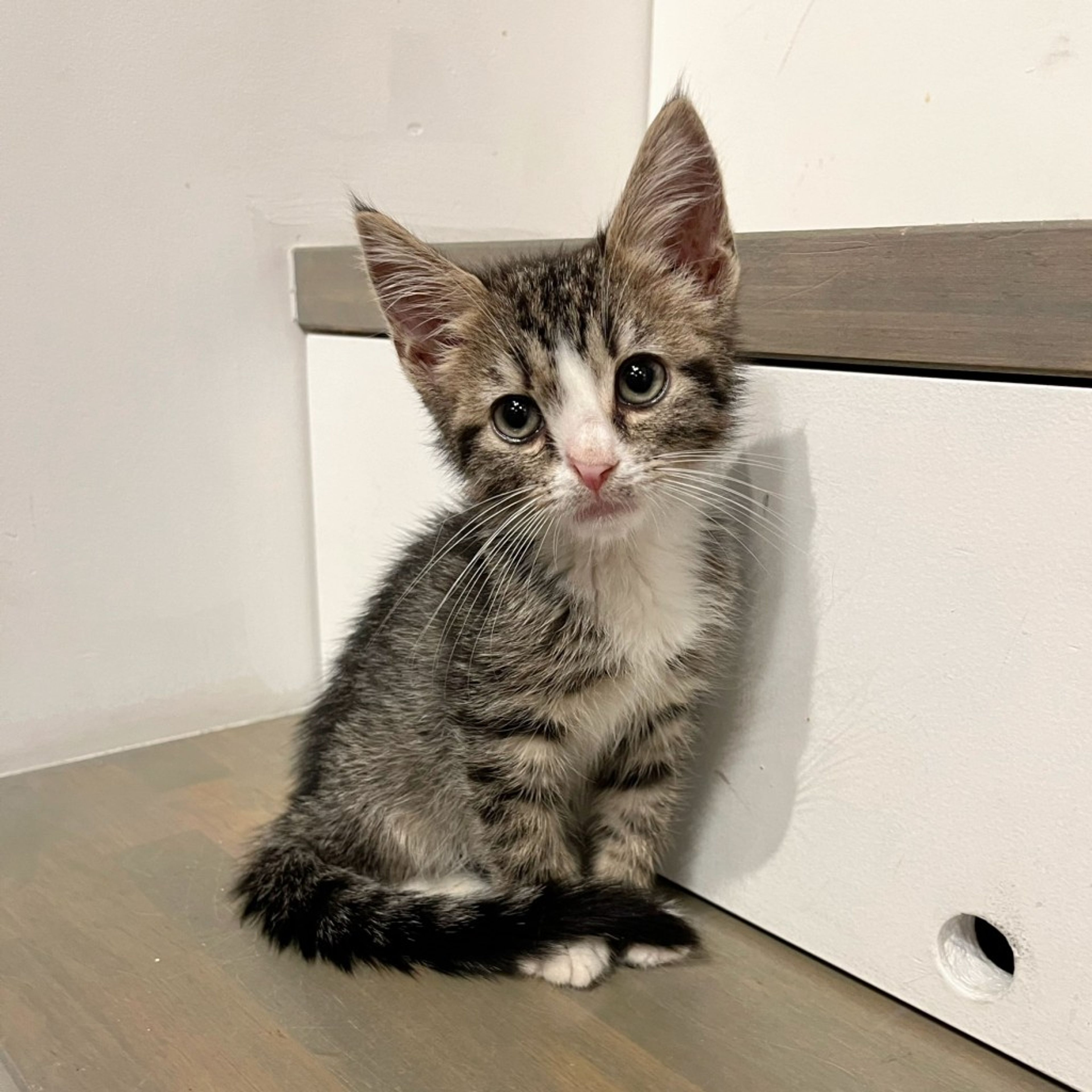 pet-image-2