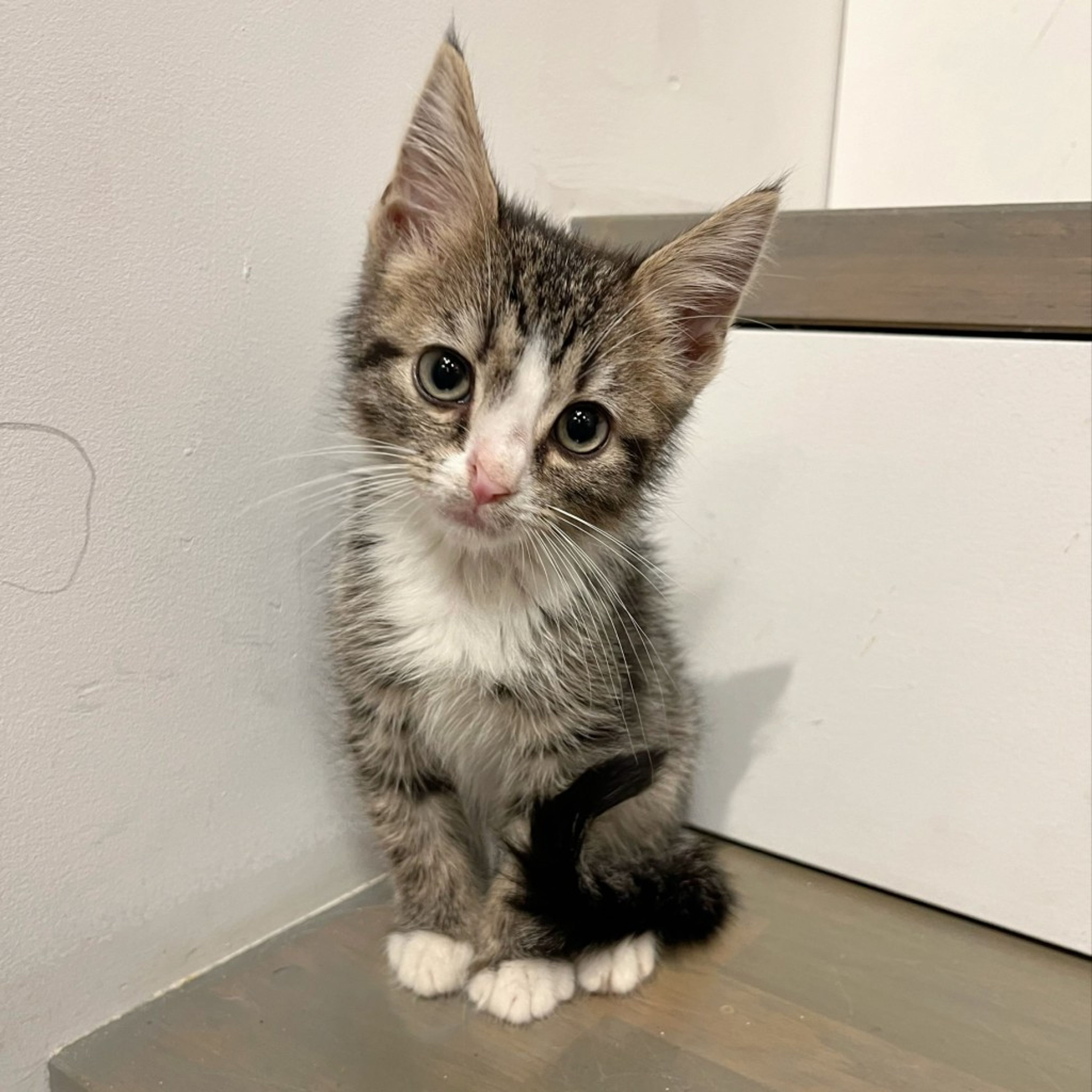 pet-image-3