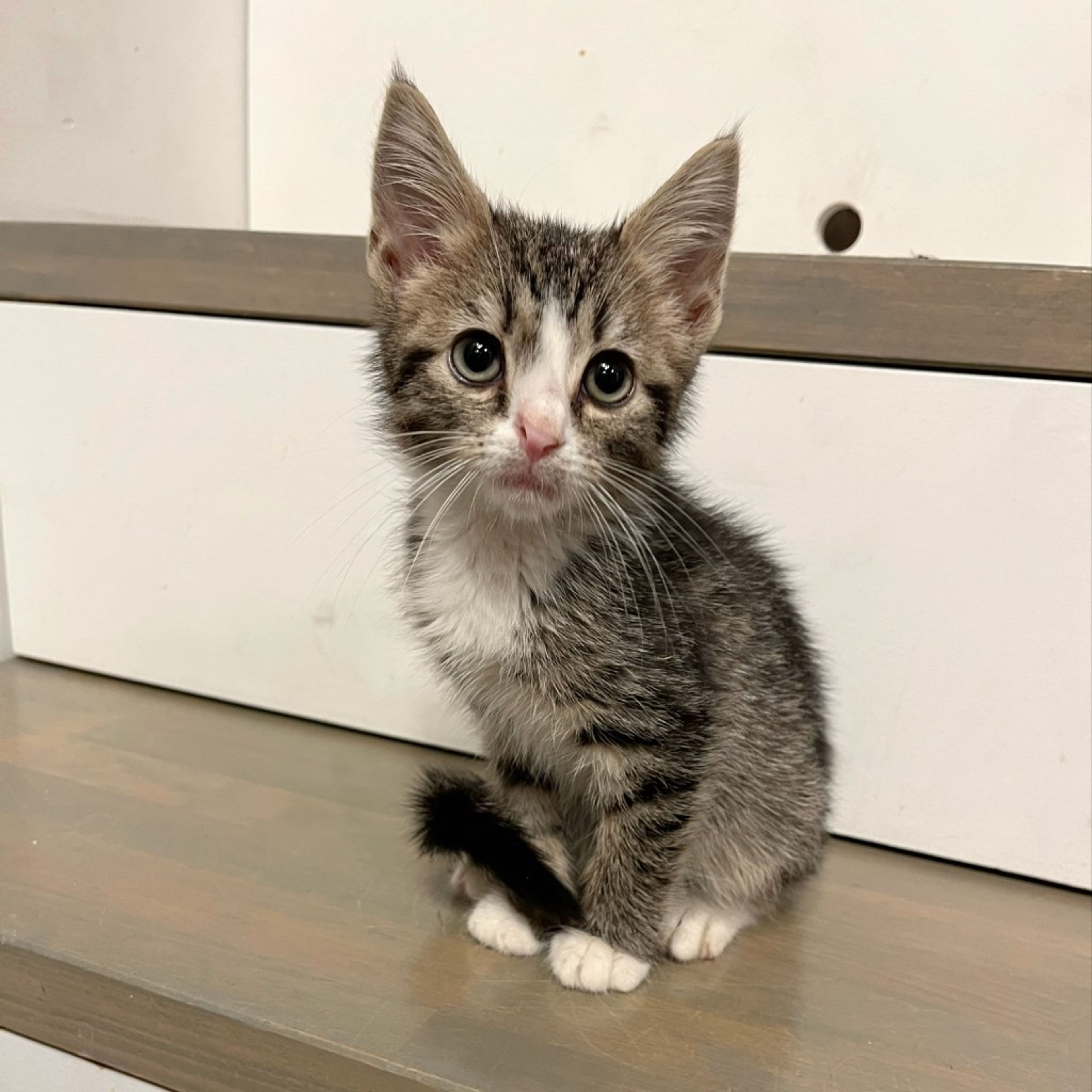 pet-image-4