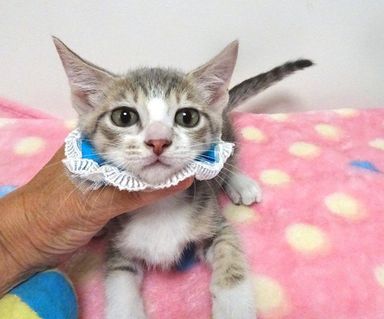 メルくんの写真