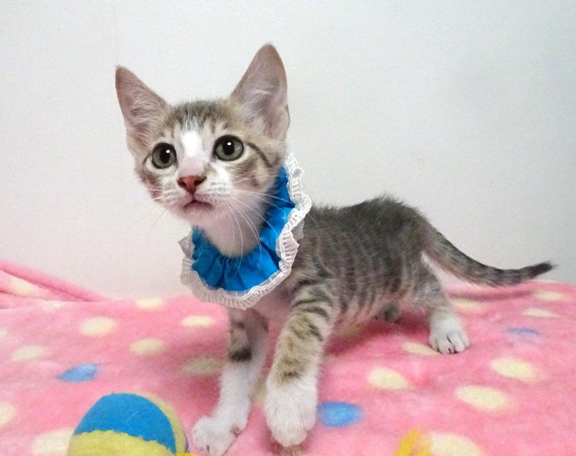 pet-image-2