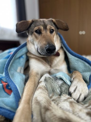 雑種（ミックス犬）・メスの里親募集の写真