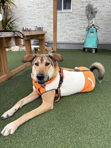 雑種（ミックス犬）・メスの里親募集の写真