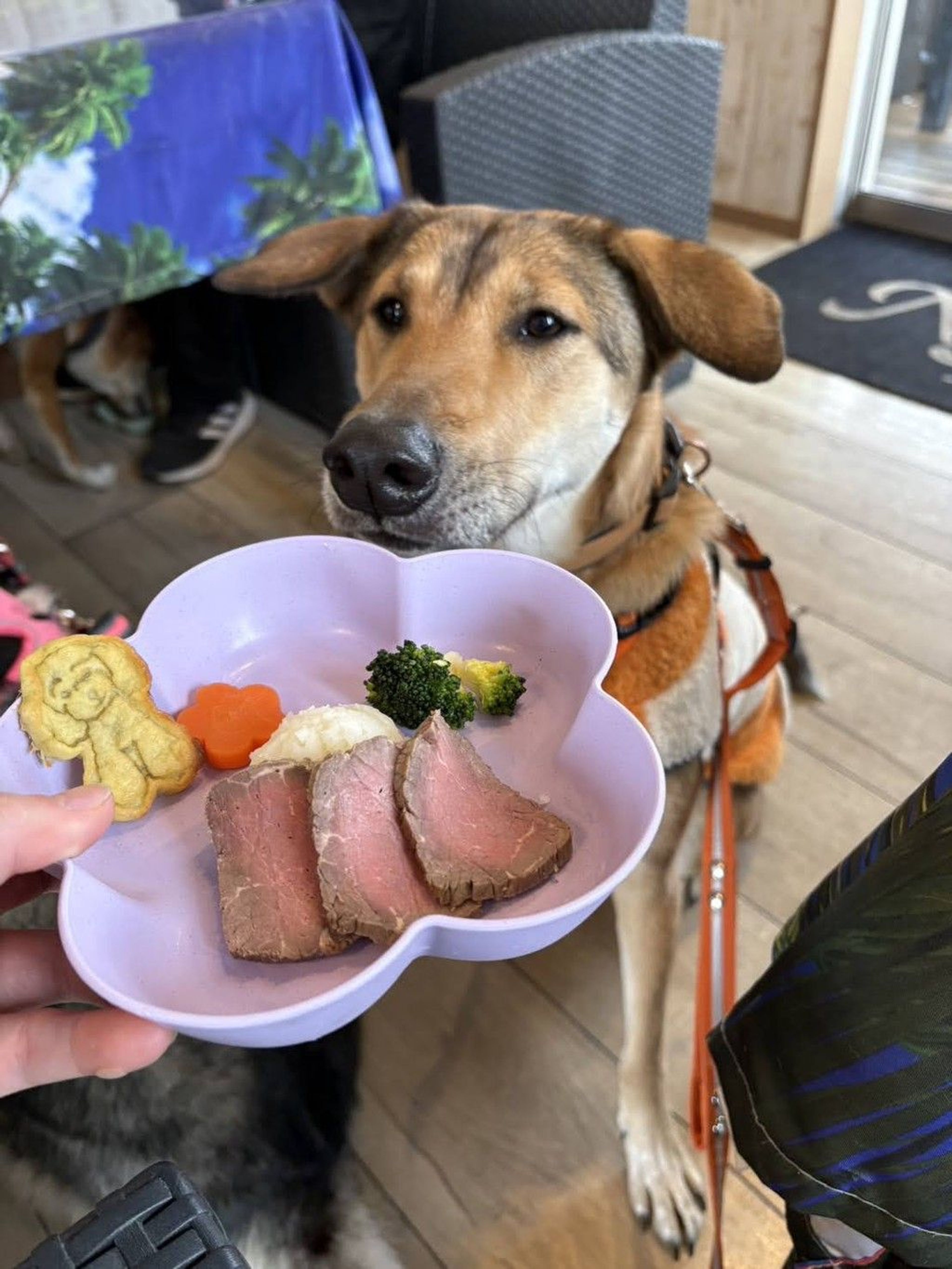 雑種（ミックス犬）・メスの里親募集の写真