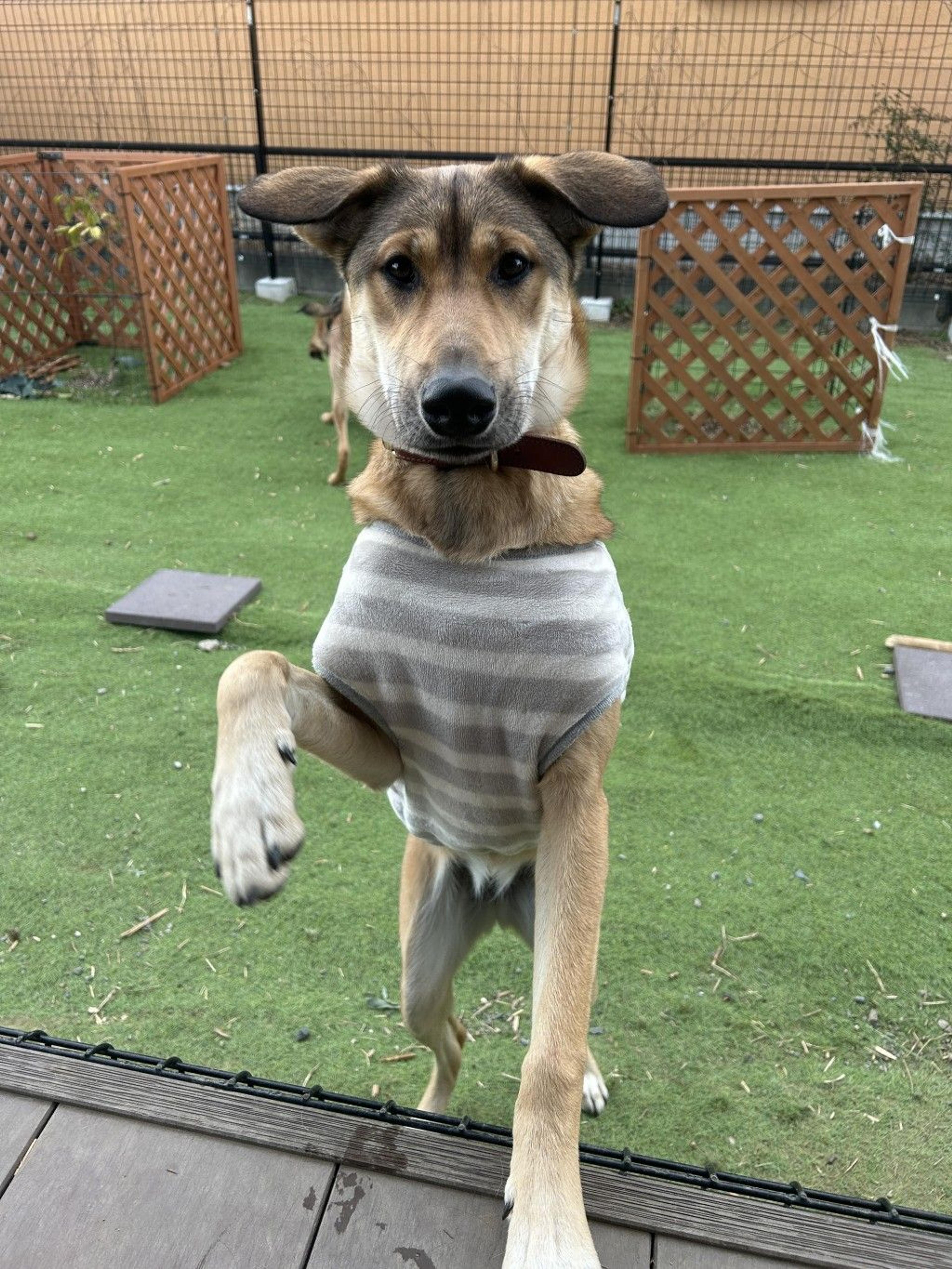 pet-image-4