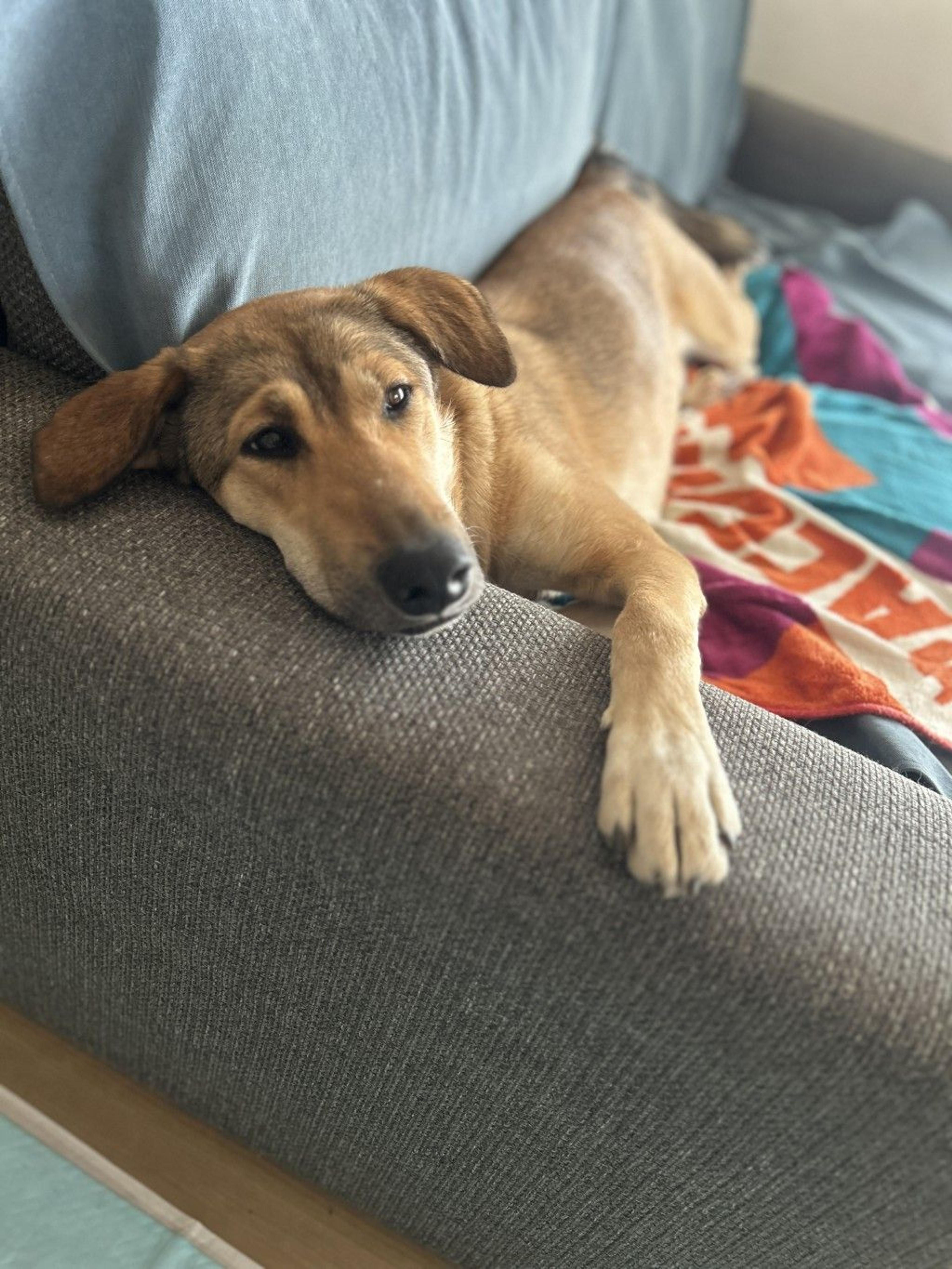 pet-image-6