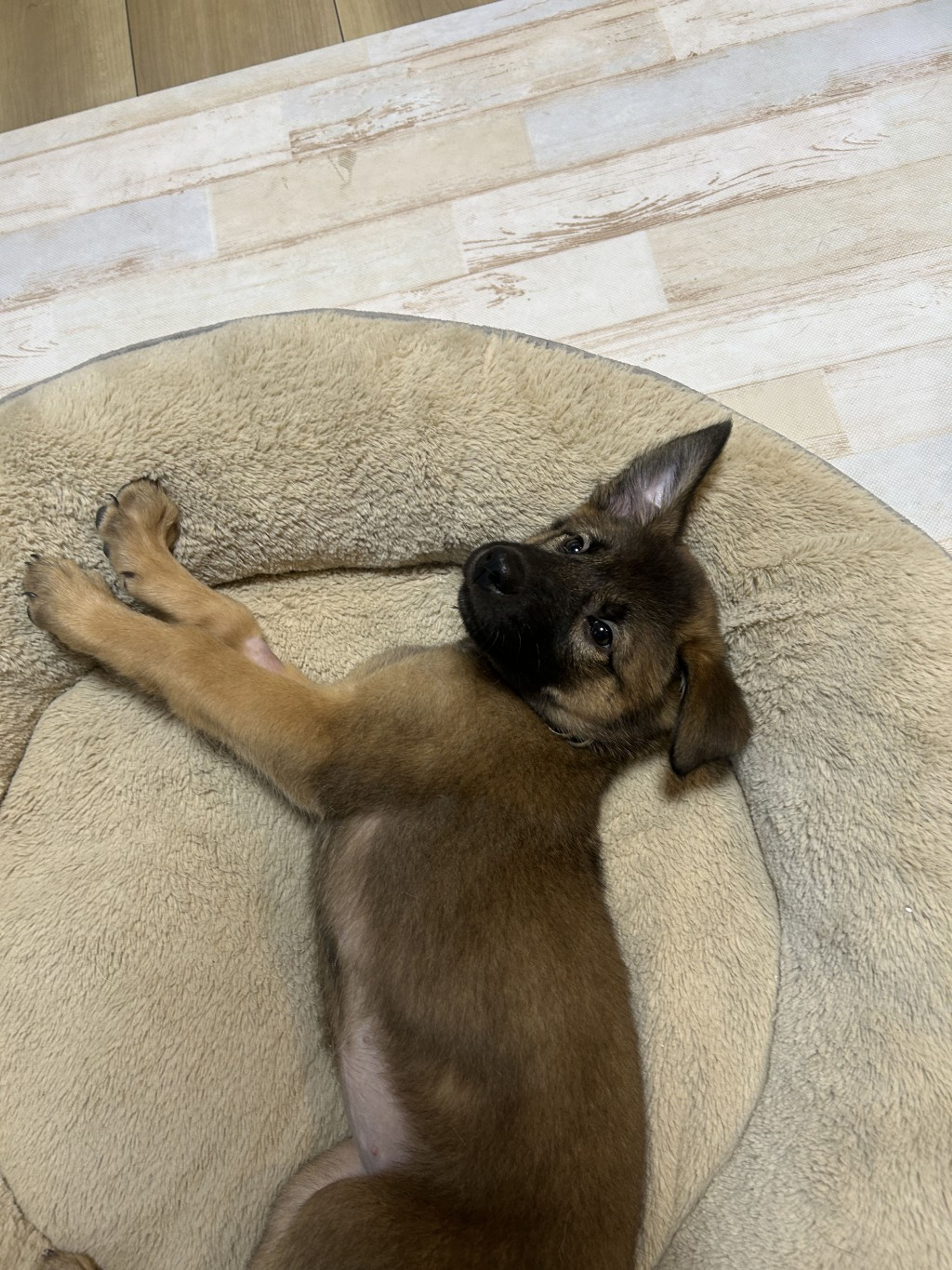 pet-image-4